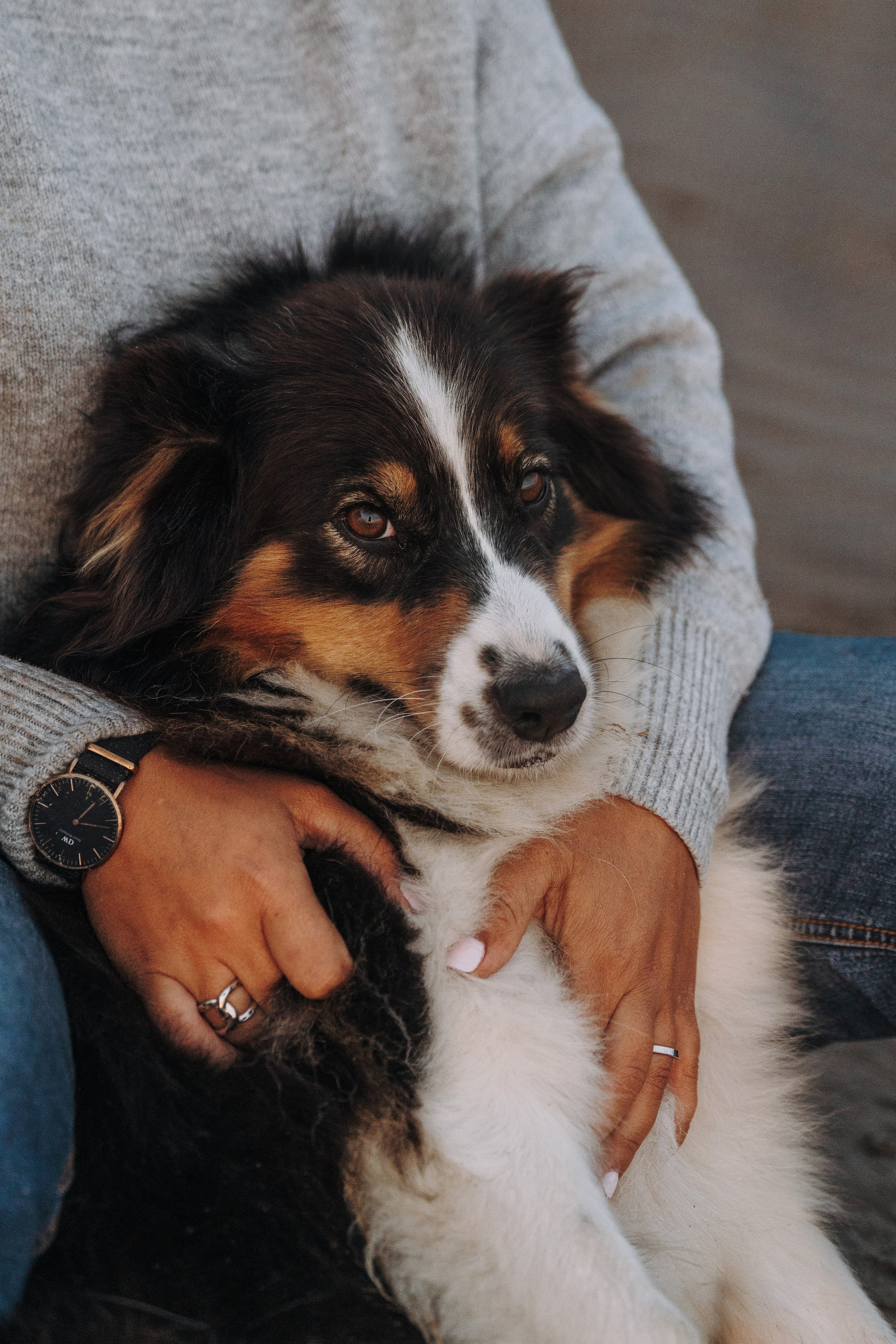 Фотограф анималист в Спб. Фотограф анималист в Спб недорого Олеся Майорова