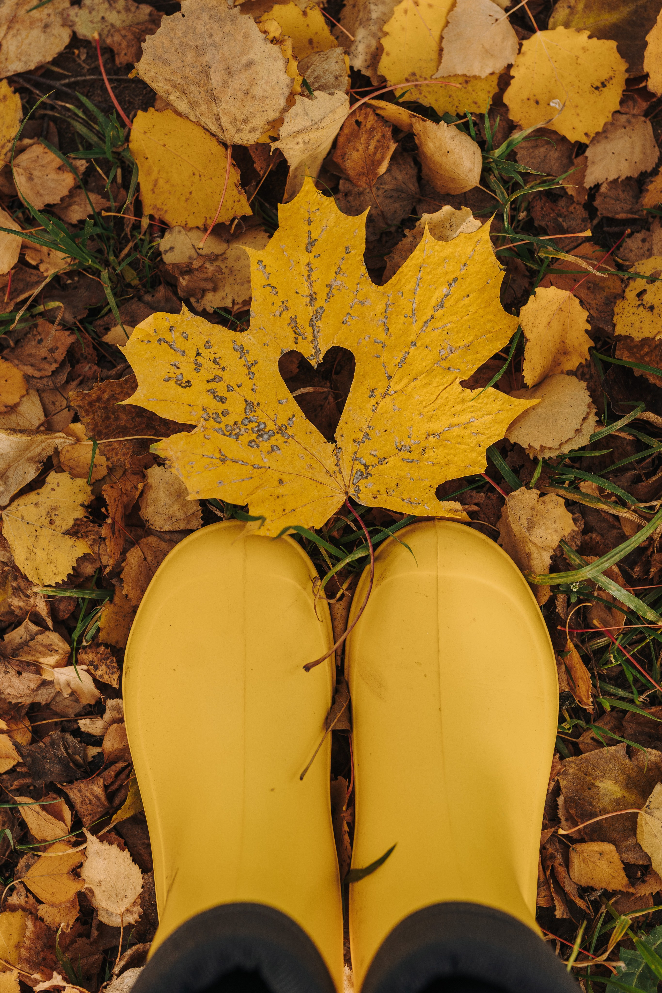 Фотосессия с собакой на пляже. Фотограф анималист в Спб недорого Олеся Майорова