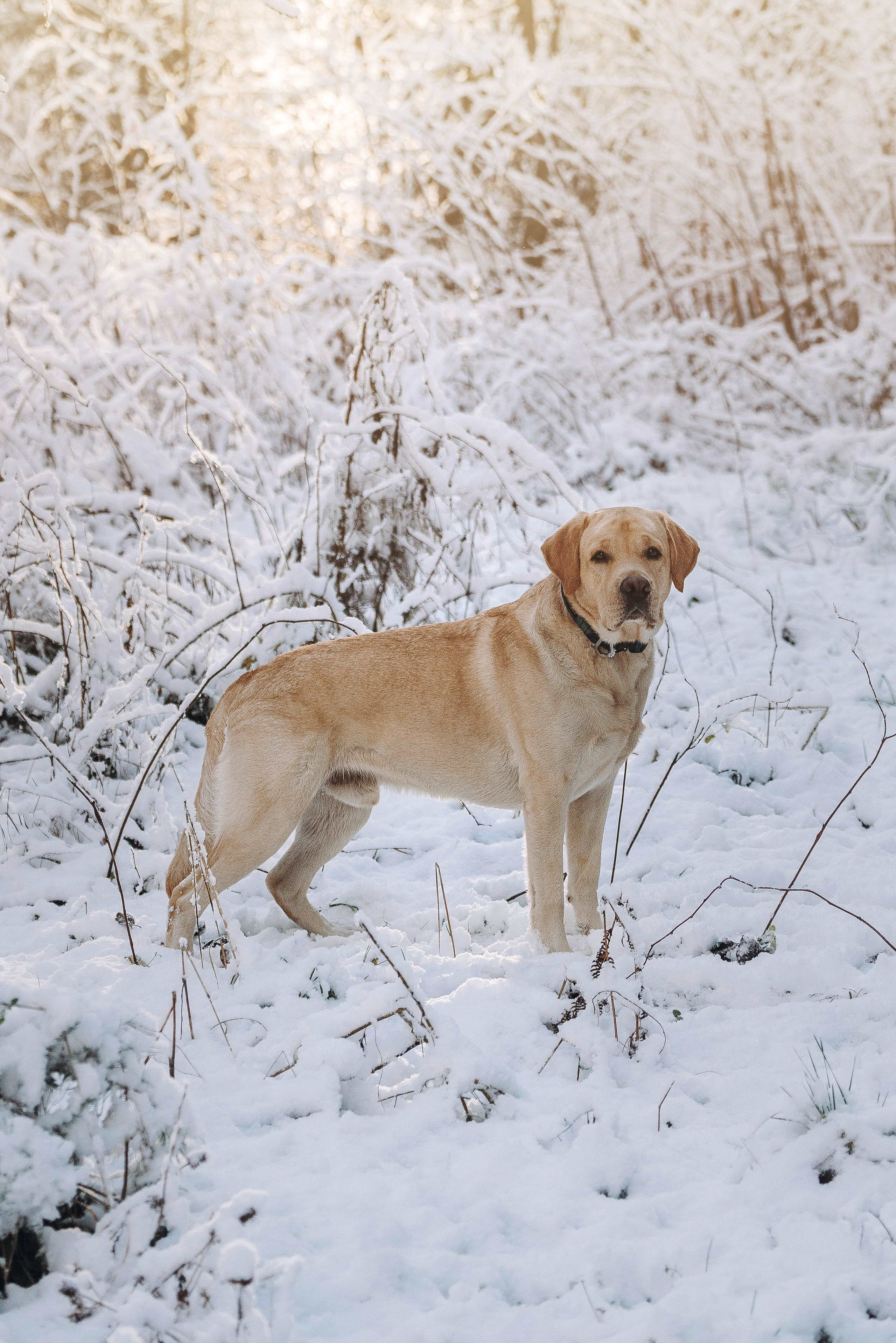 Аня и Честер. Фотограф анималист в Спб недорого Олеся Майорова
