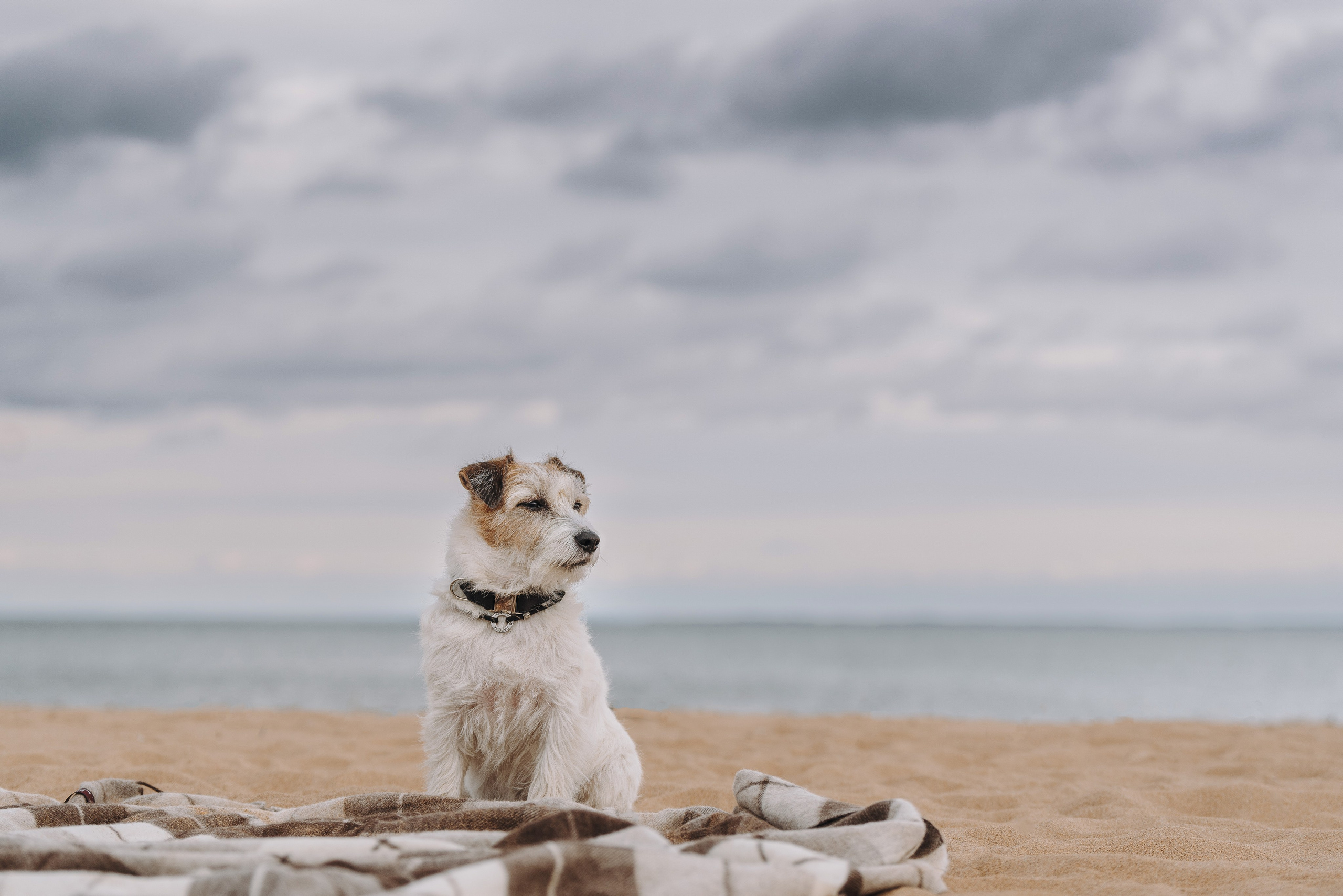 Оля, Ларс и Лукас. Фотограф анималист в Спб недорого Олеся Майорова