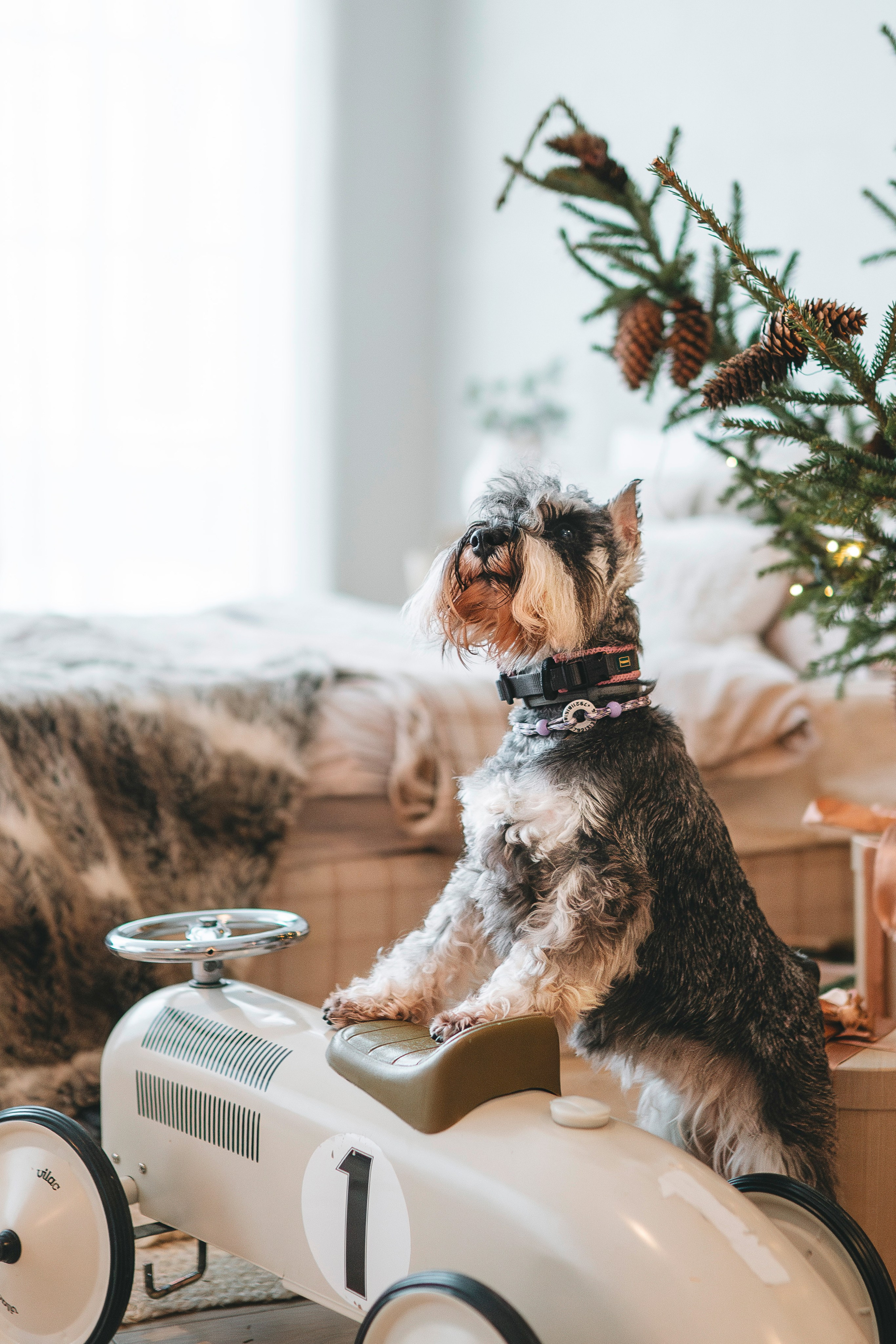 Ольга и Сатори. Фотограф анималист в Спб недорого Олеся Майорова