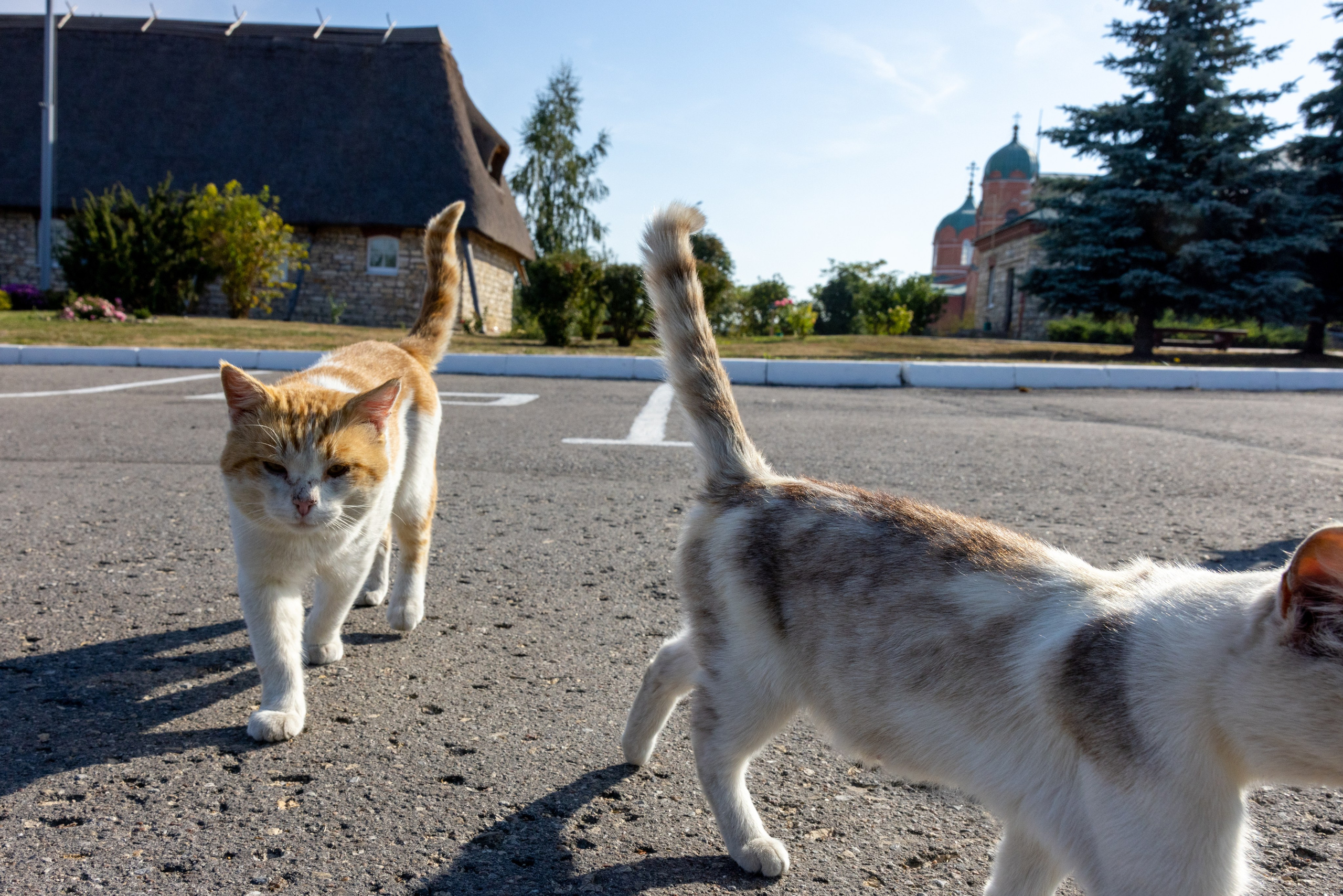 Поездка на поле Кулеково. Фотограф в Туле Крупский АнДРей. Фотостудия «КАДР71» в Туле