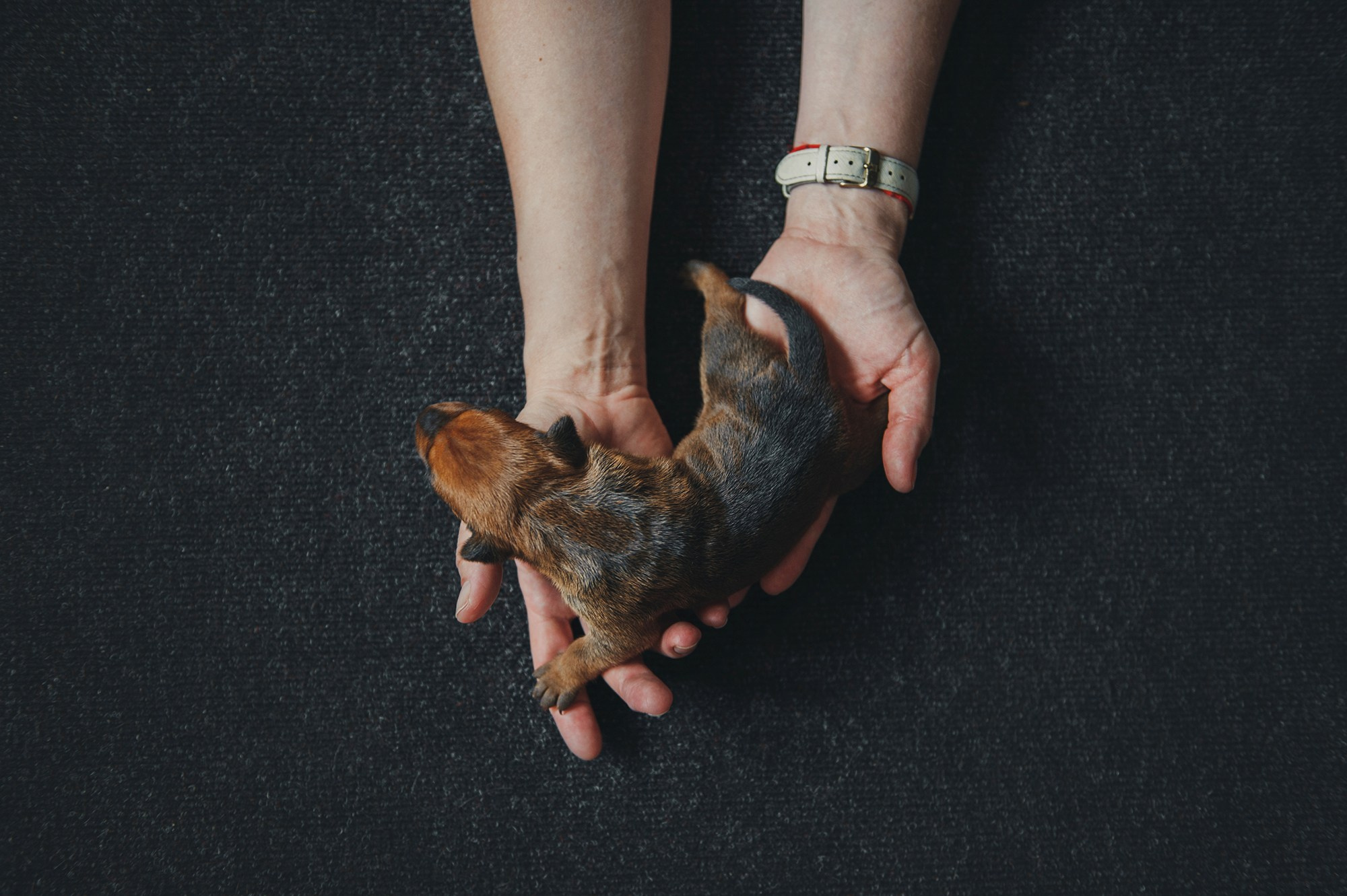 Щенки. Фотограф Анна Тюрина