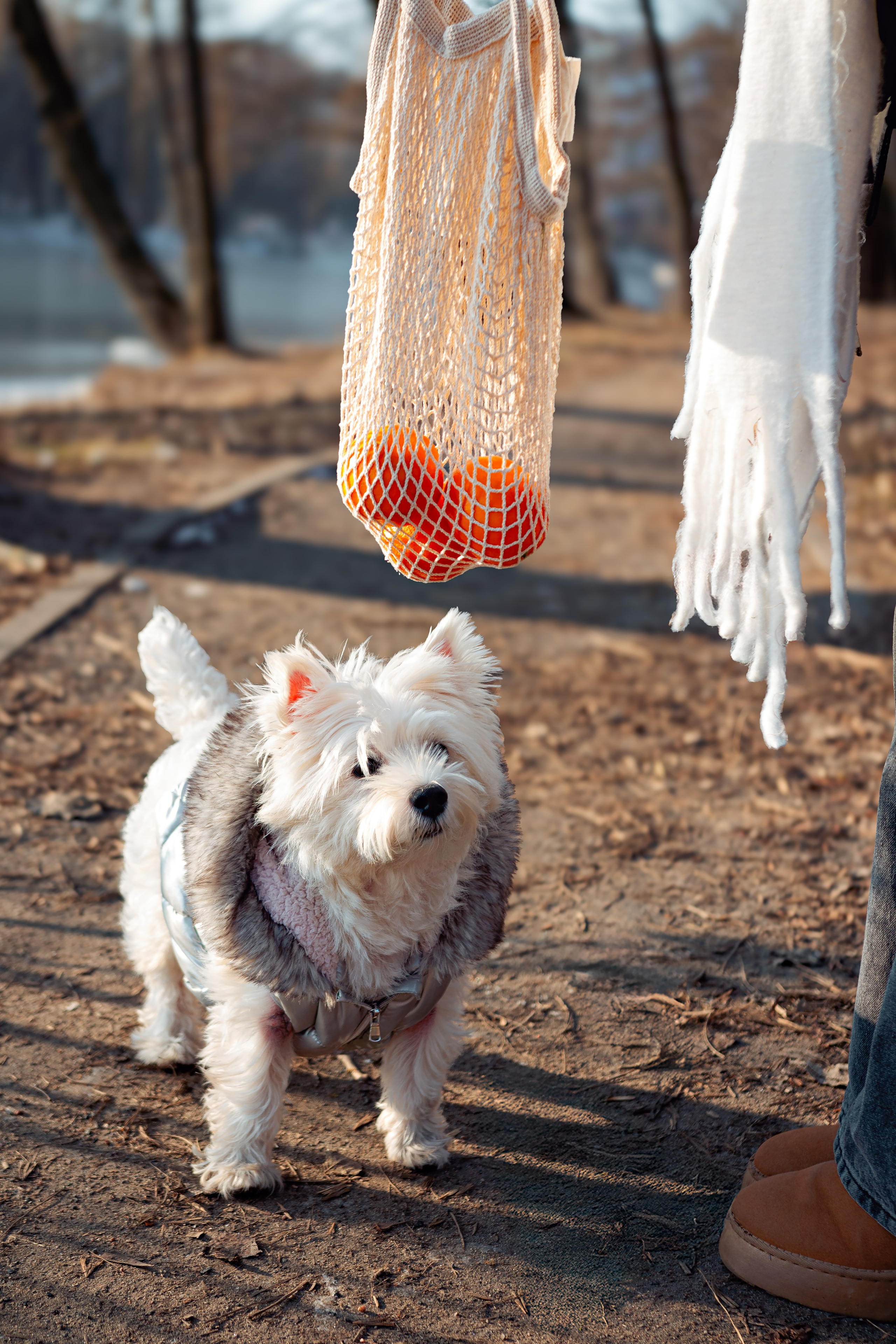 Фотосессия с щенком Минск