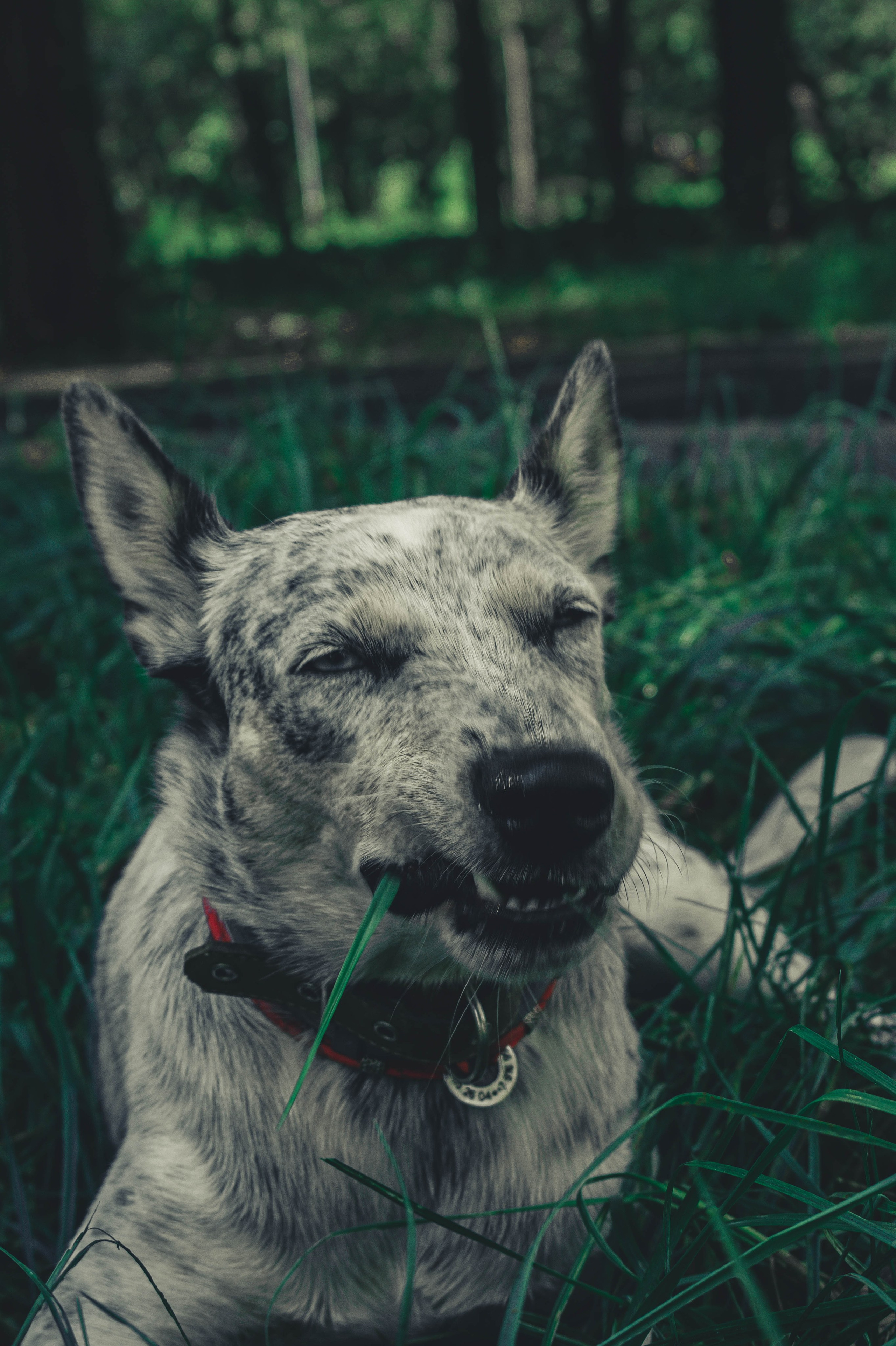Цунами. Профессиональный фотограф