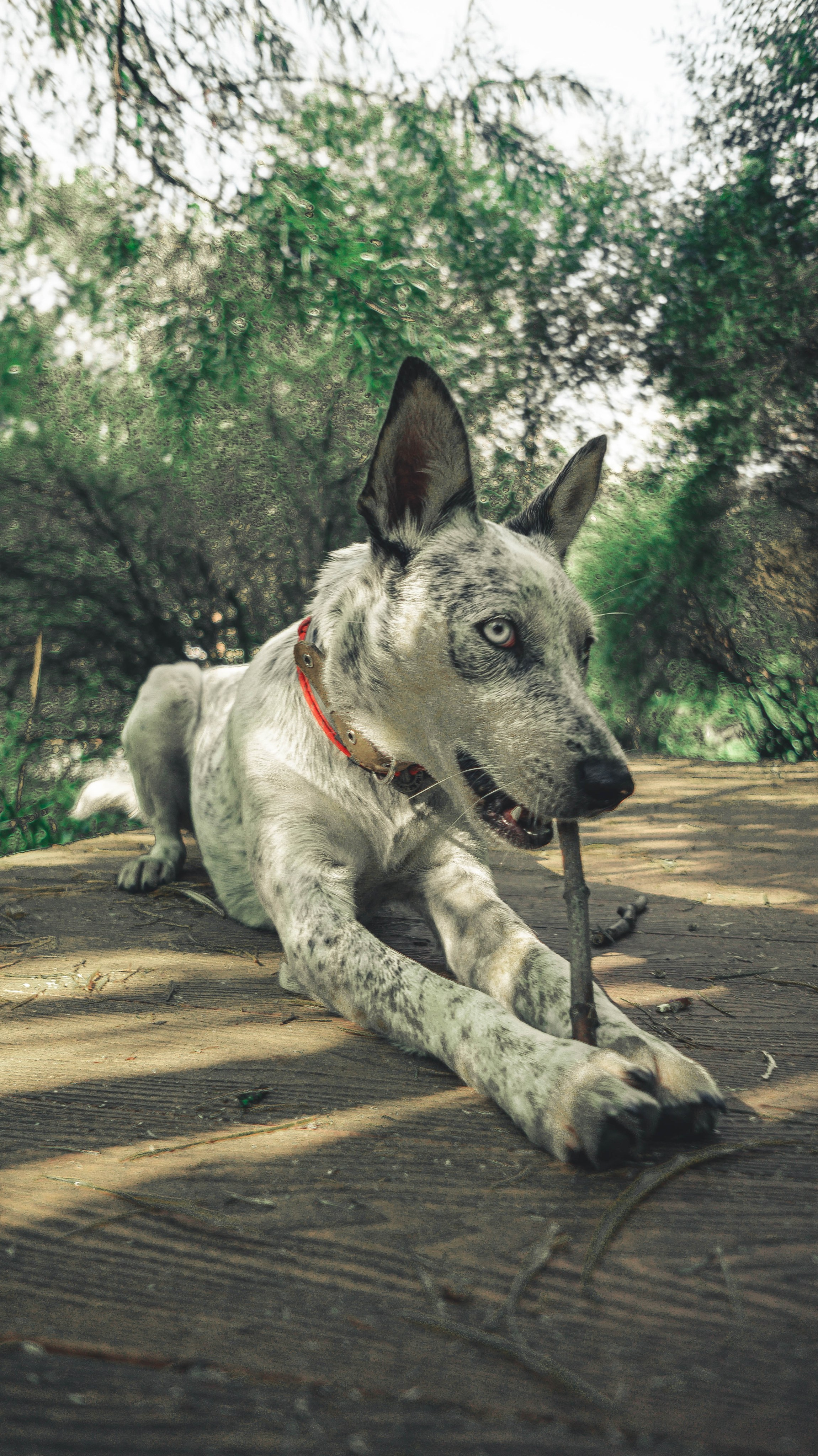 Цунами. Профессиональный фотограф