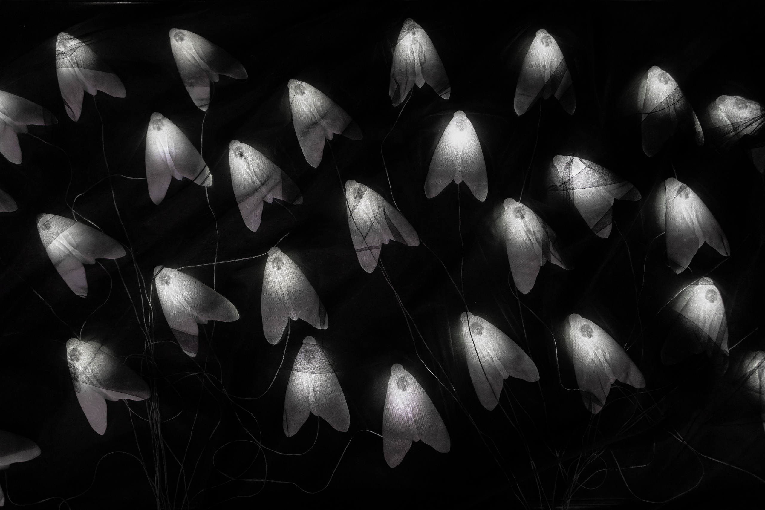 How to catch a moth?. Ilia Kronchev-Ivanov