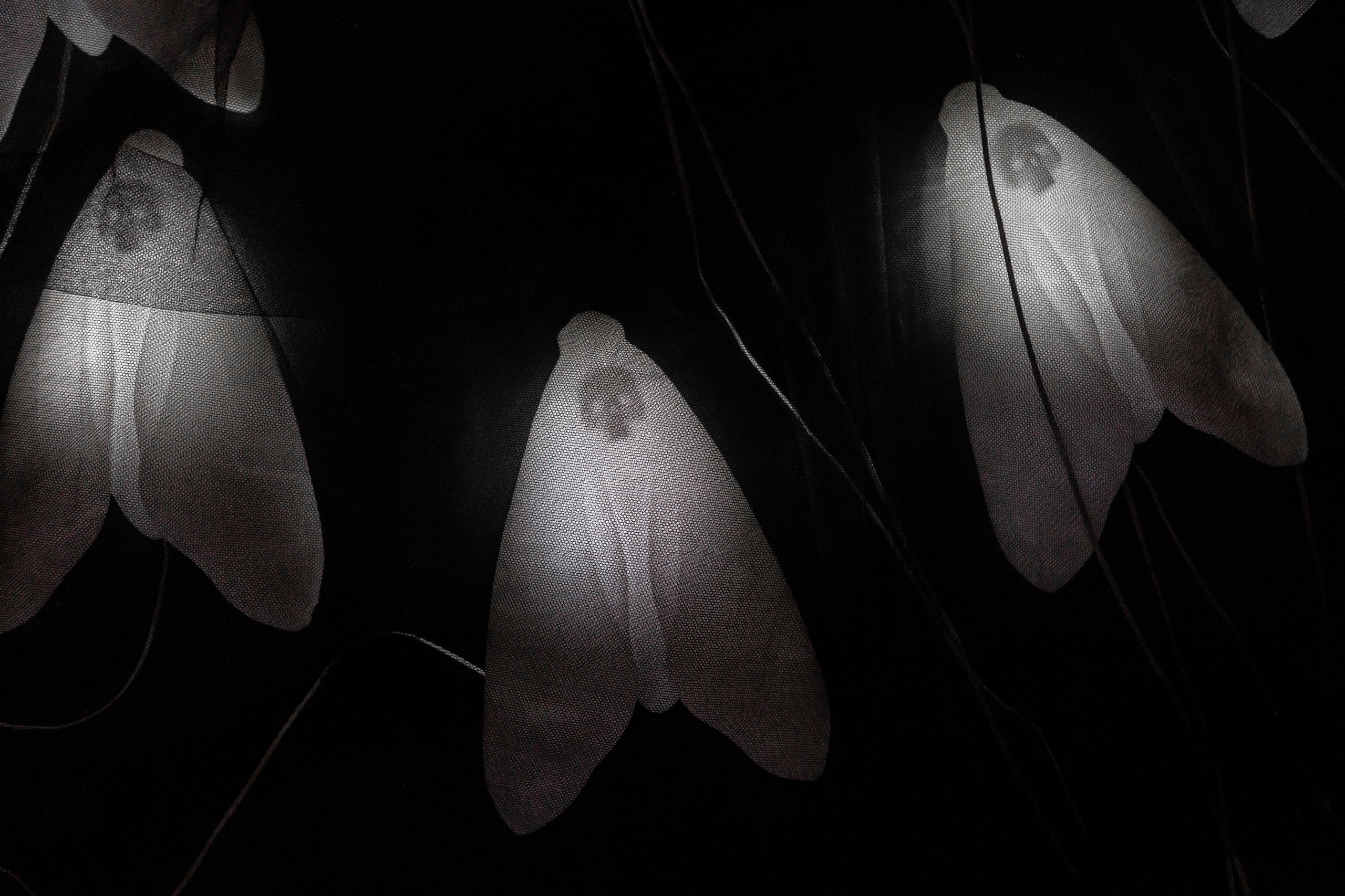 How to catch a moth?. Ilia Kronchev-Ivanov