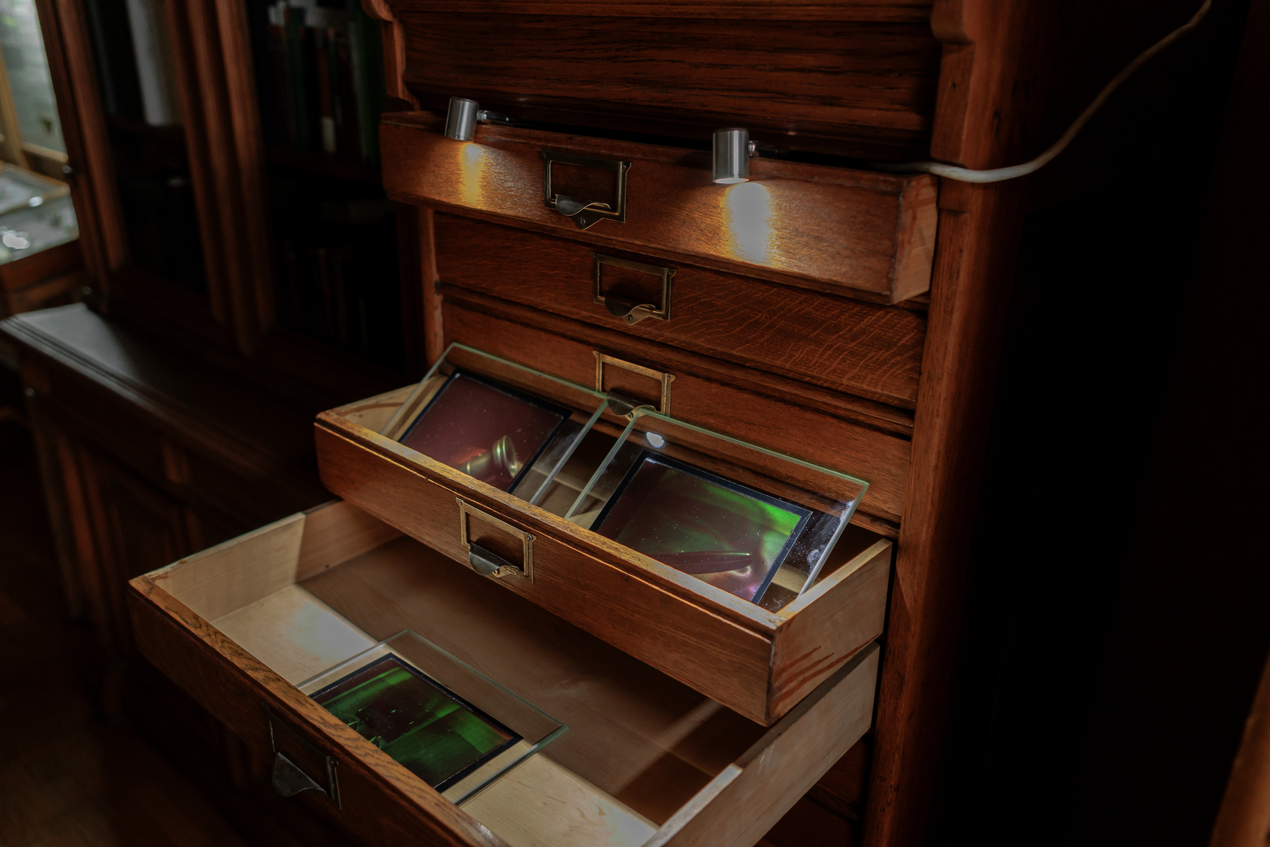 How to catch a moth?. Ilia Kronchev-Ivanov