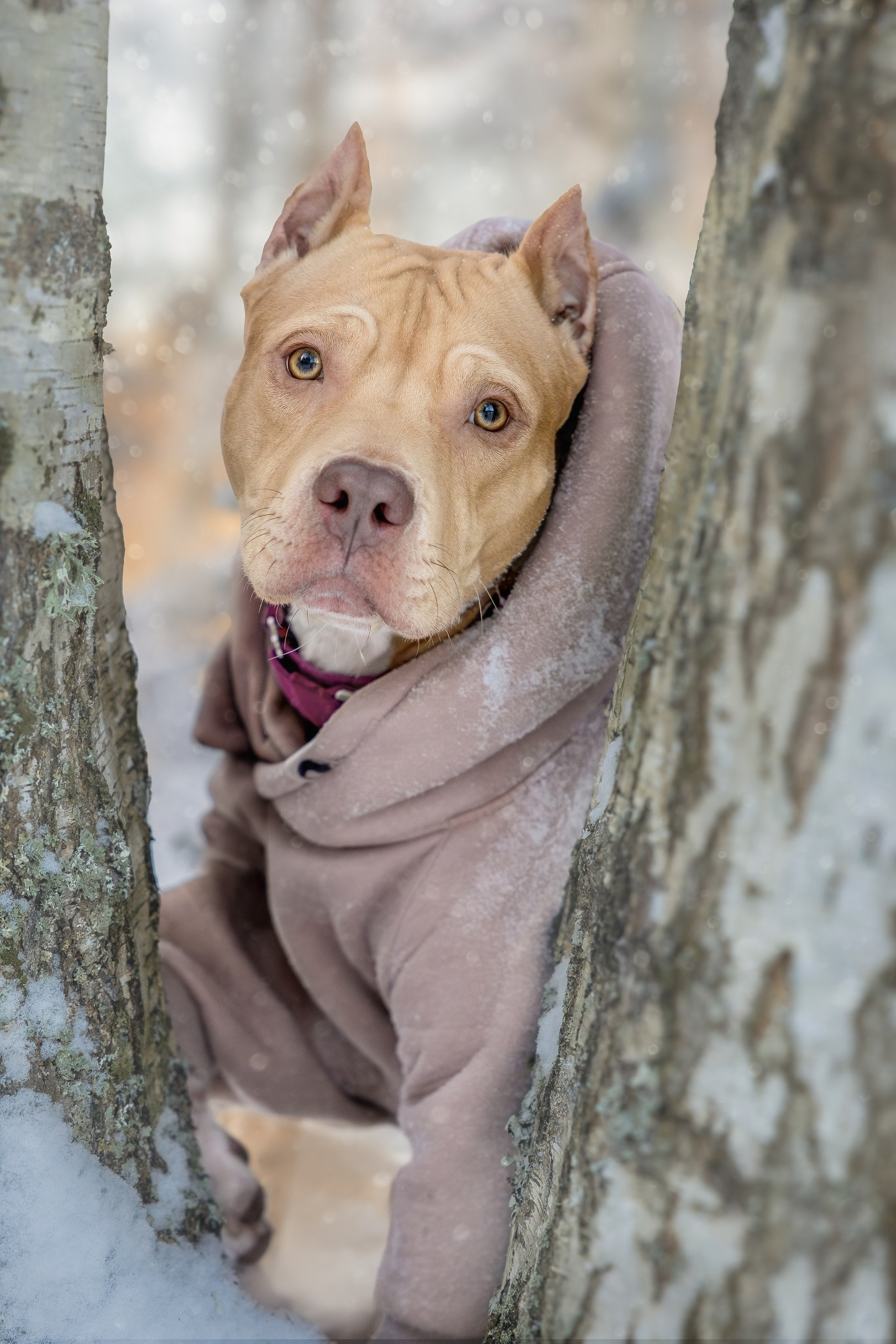 Strong Spirit Narnia. Главная