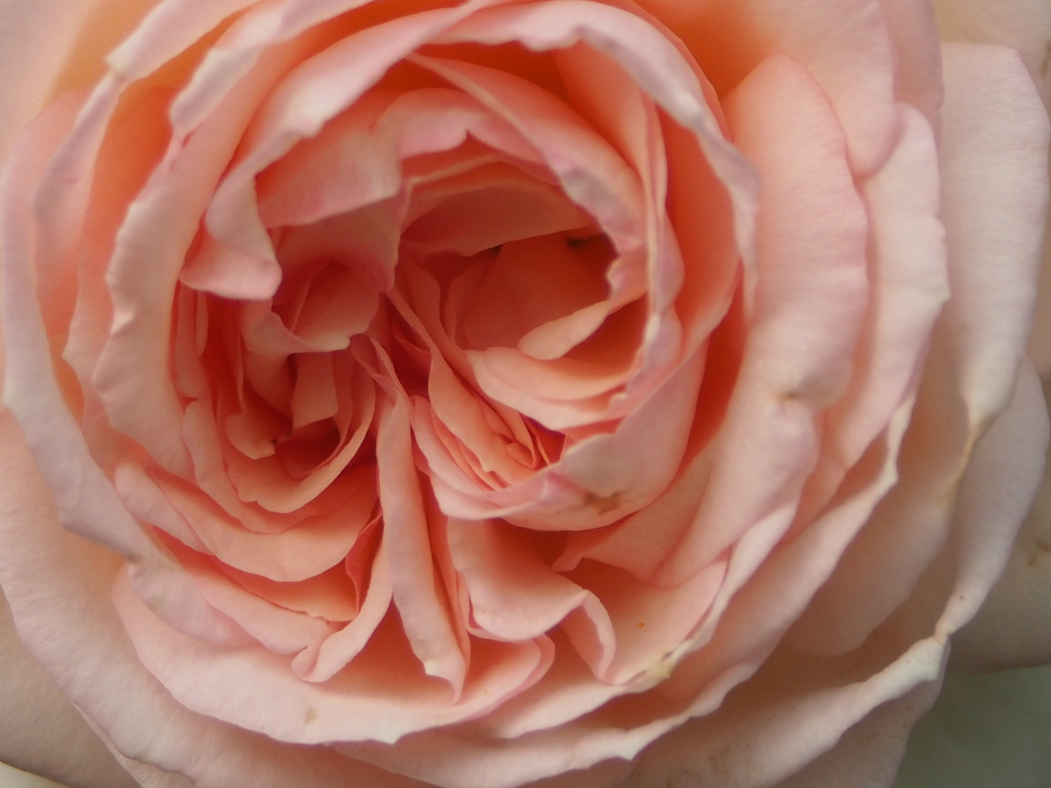 Макро любовь. Смотри, красота!