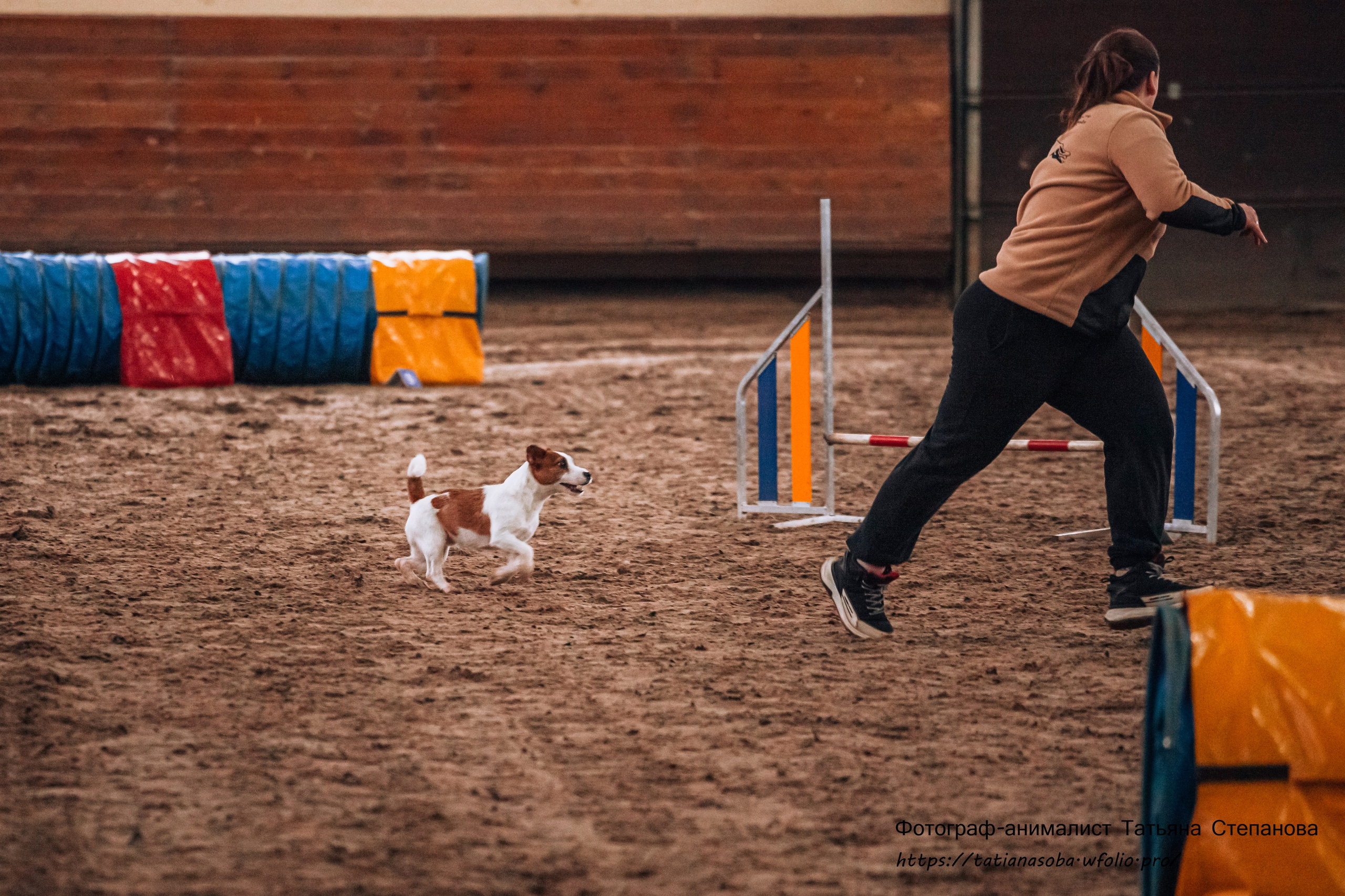 Соревнования по Аджилити 25.02.2024. Фотограф-анималист Татьяна Степанова