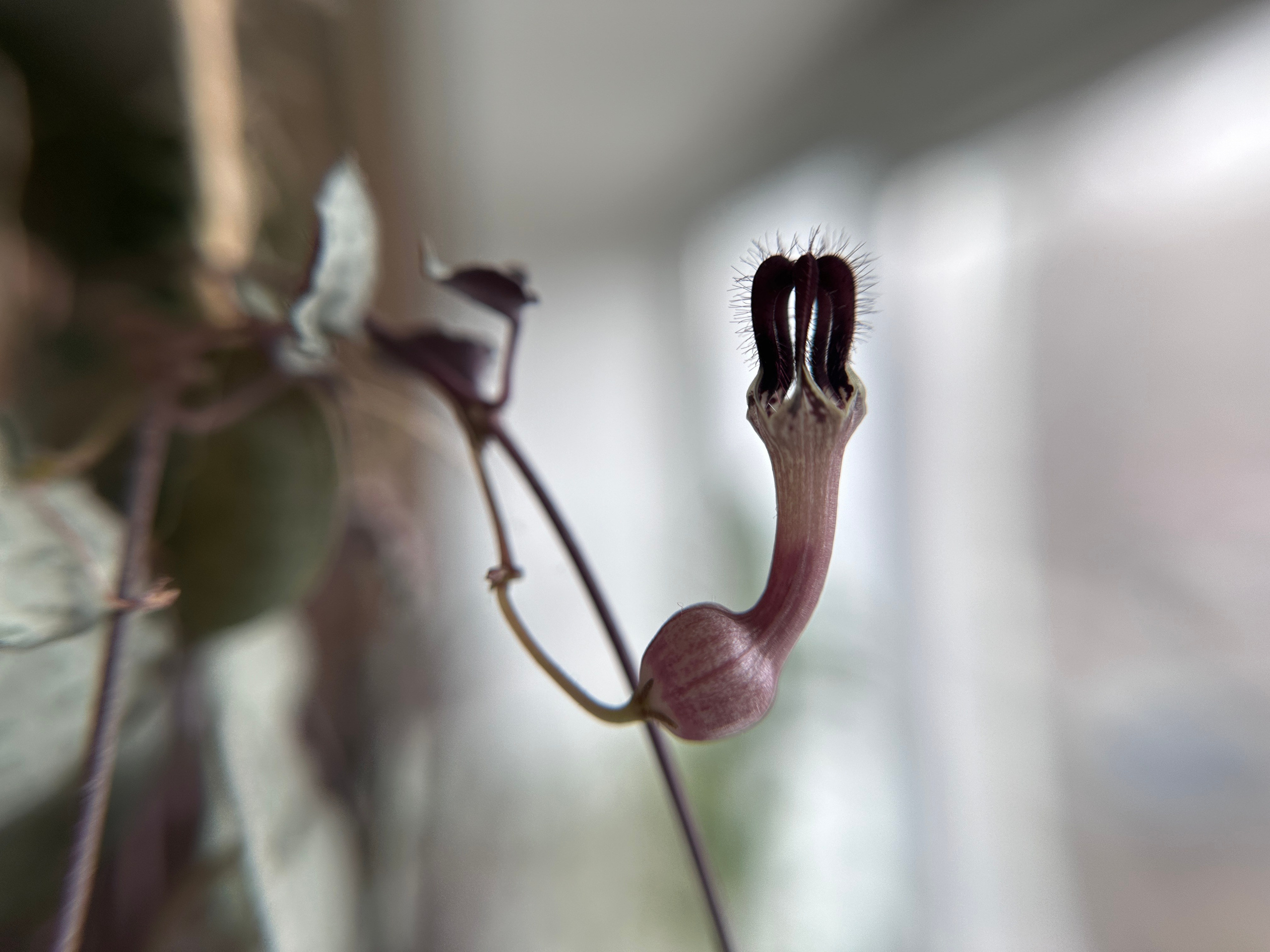 Макро любовь. Смотри, красота!