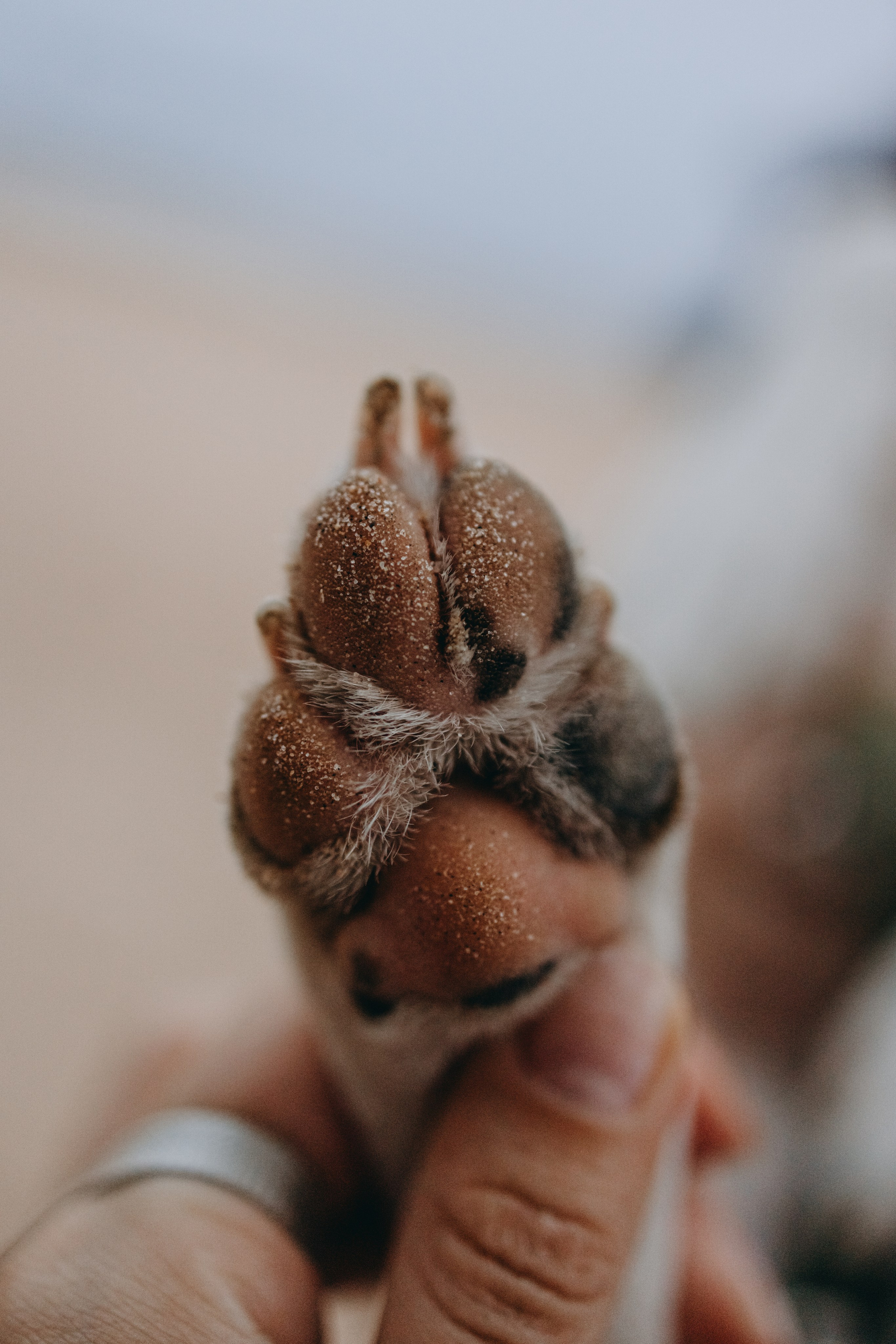 Даша и Арчи. Фотограф — Анималист | Санкт-Петербург