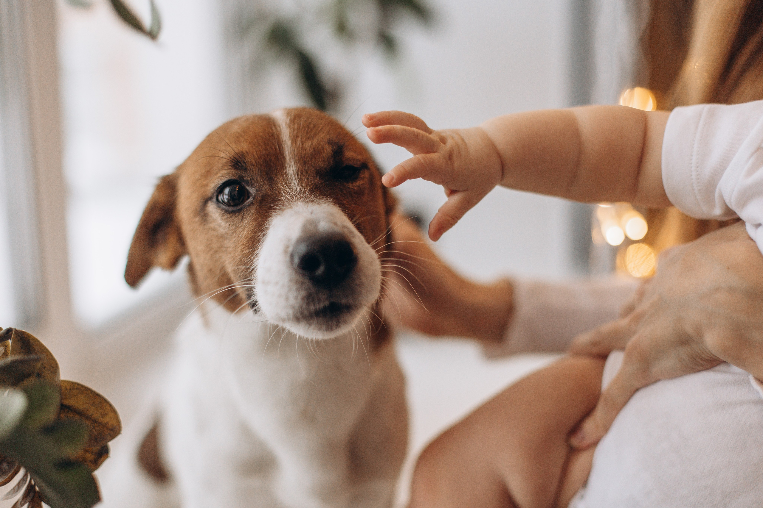 Джой и его семья. Фотограф — Анималист | Санкт-Петербург