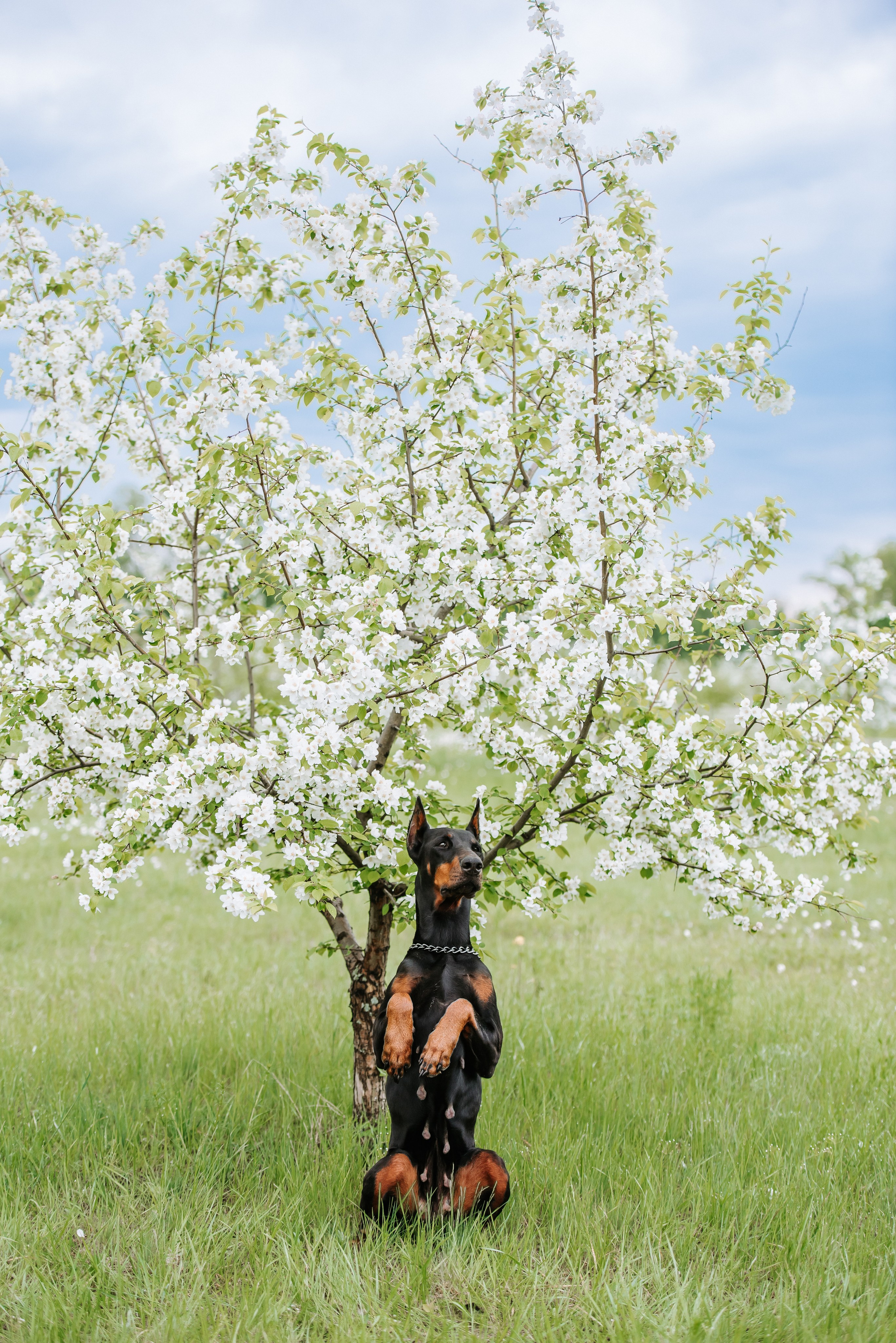 Цветение с доберманами. Фотограф Диана Оленина Красноярск / Братск