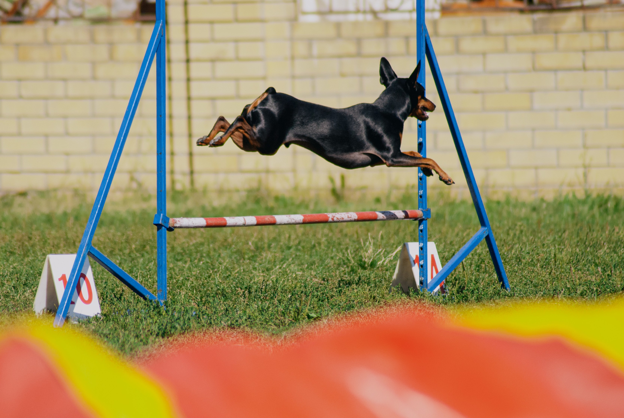 Аджилити. Фотограф в Тюмени Лизавета Сапицкая