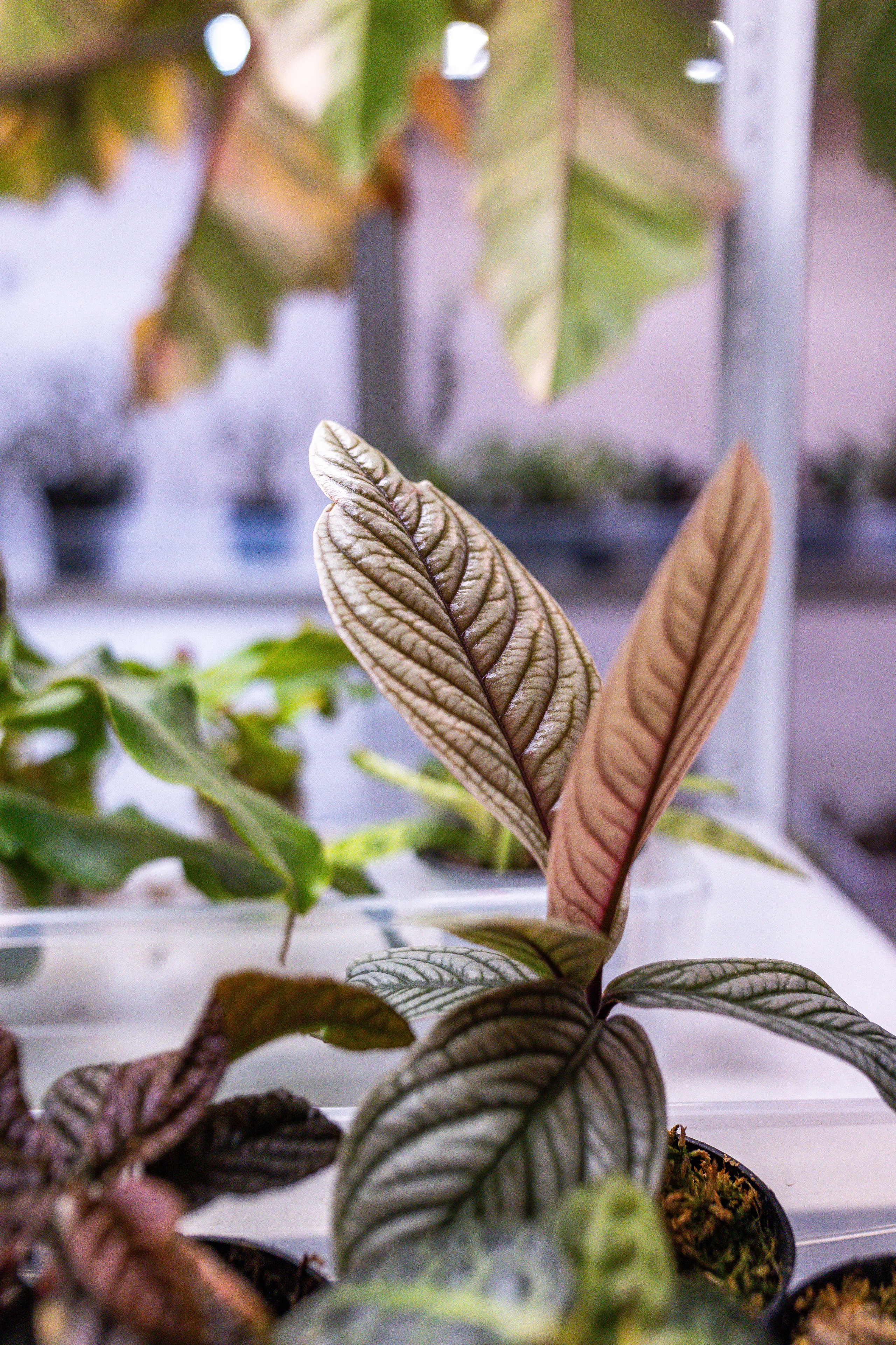 Green rare июнь 2025. Александра Куликова фотограф, Москва