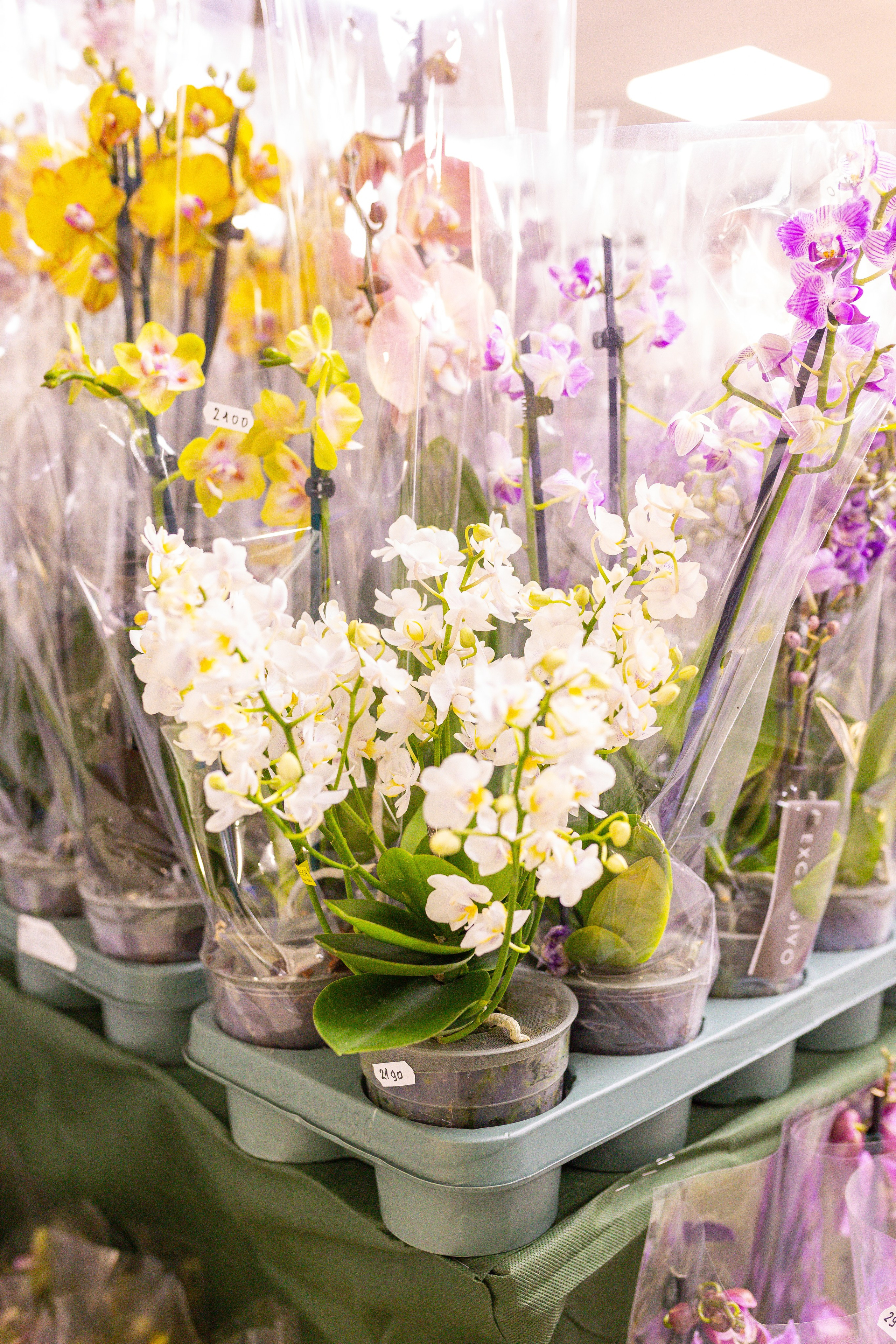 Орхидиум сентябрь 2025. Александра Куликова фотограф, Москва