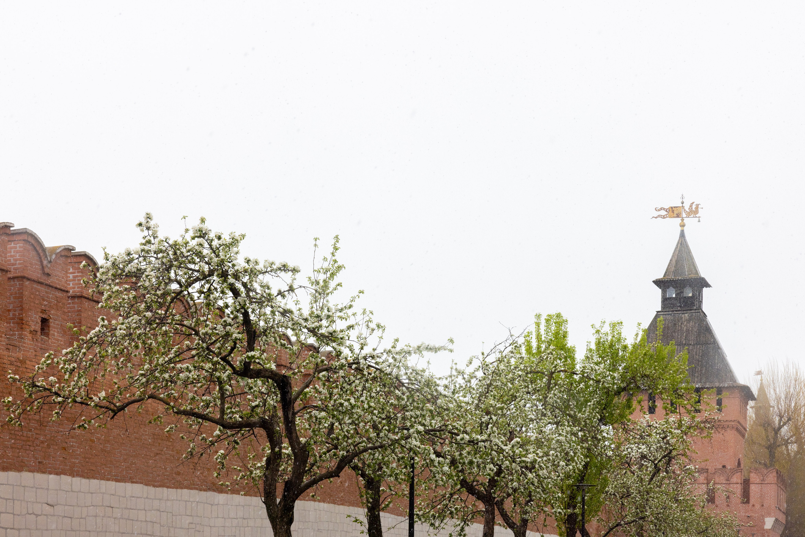 Весеннее цветение в Туле. Фотограф в Туле Крупский АнДРей. Фотостудия «КАДР71» в Туле