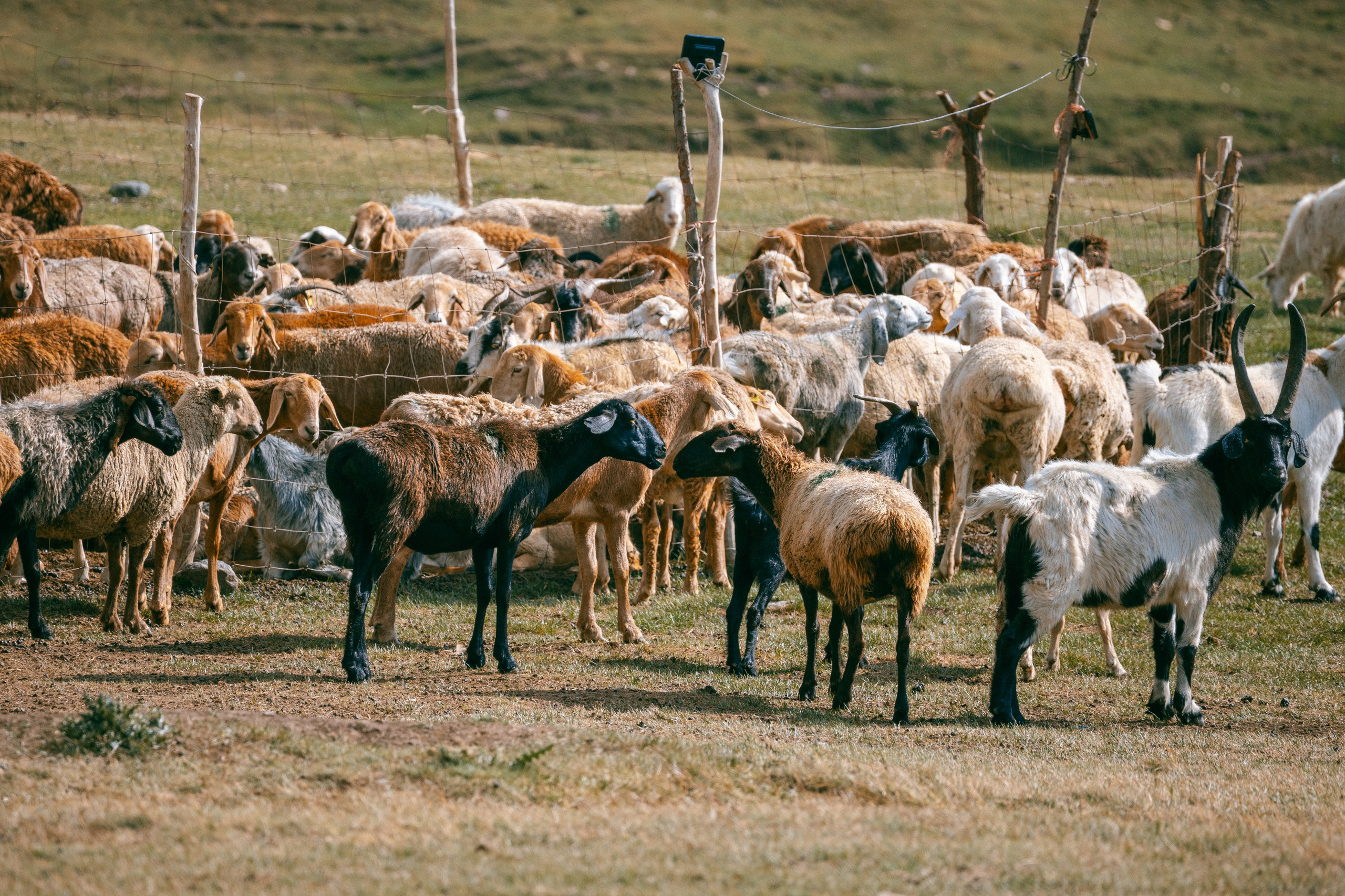 Поездка на плато Ассы и за пределами. Экскурсии и туры по Алматы