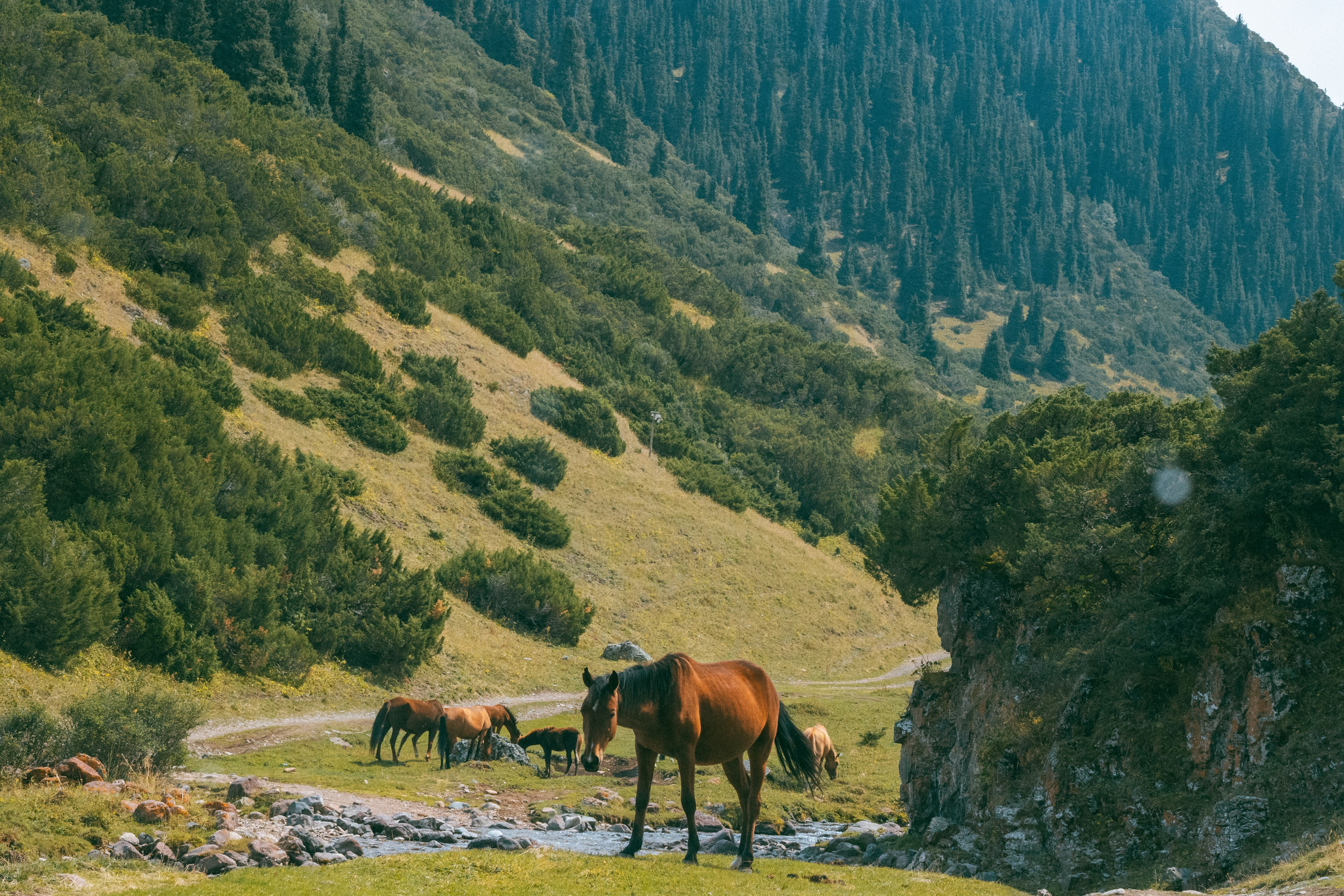 Плато Ассы, озеро Иссык и водопад: комфорт-маршрут, джипы, мини-группа. Экскурсии и туры по Алматы
