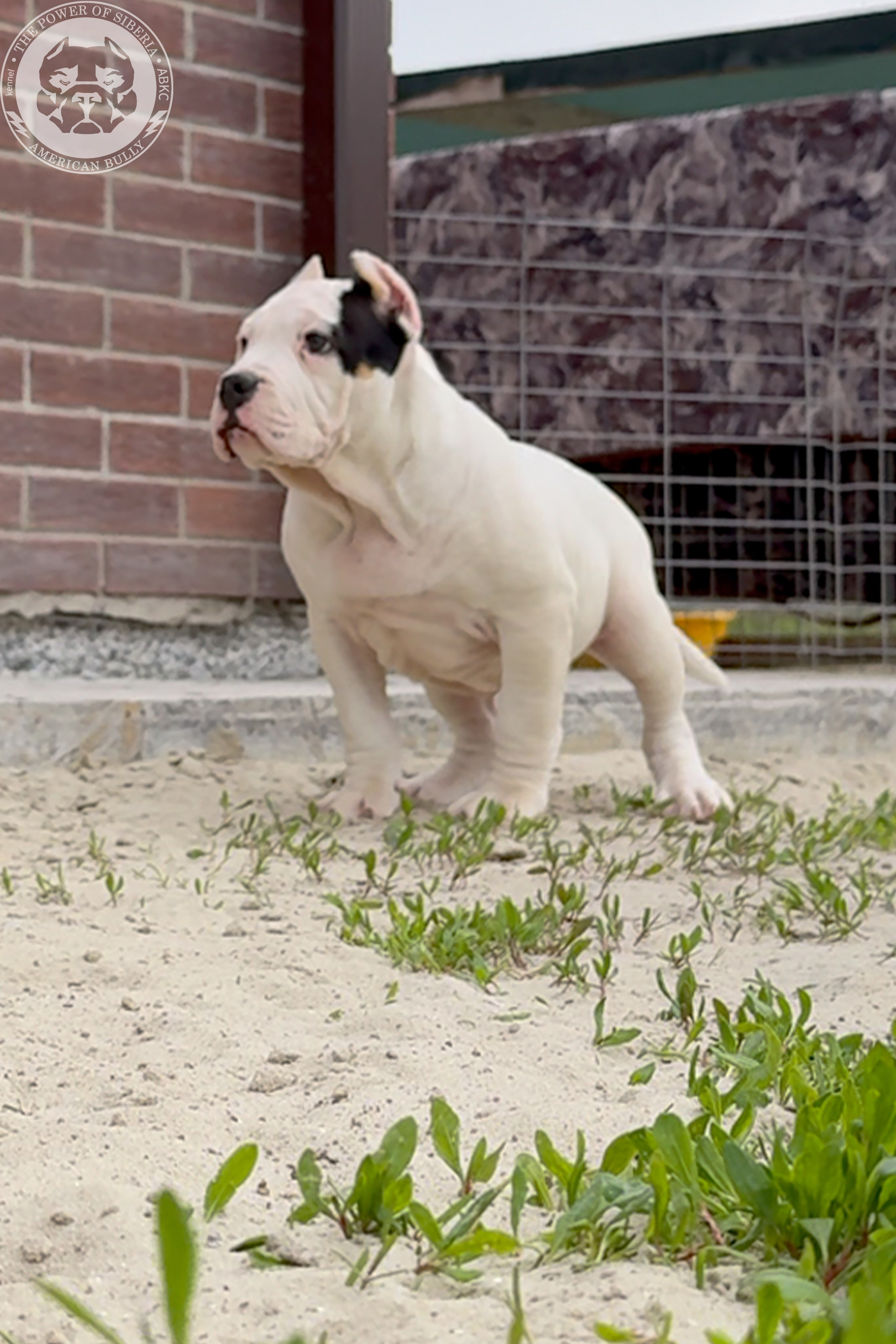 20.01.26-Рокси-Арчи. Американский Булли в г. Ростов-на-Дону. Питомник THE POWER OF SIBERIA