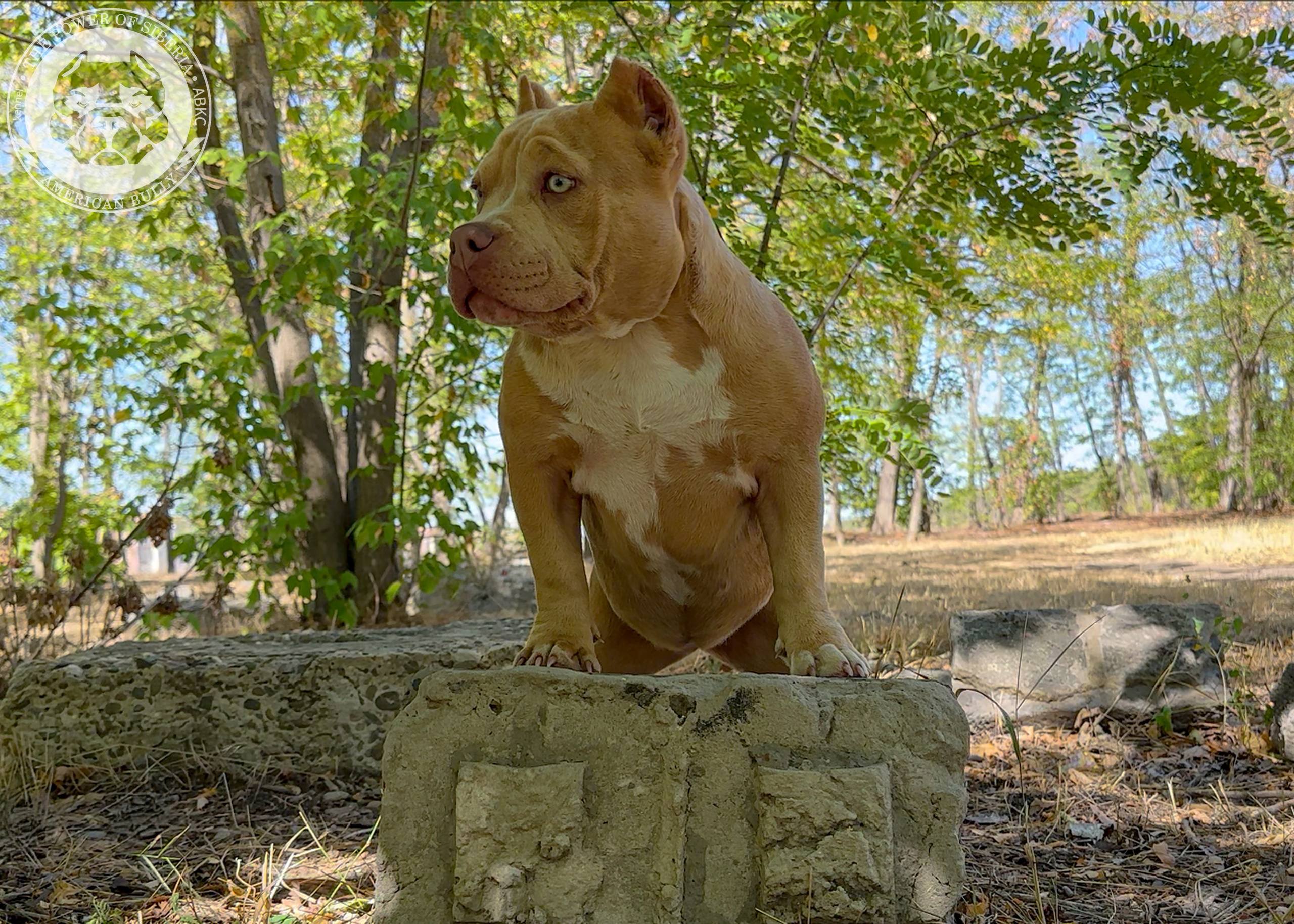Помет Каспер и Тагира. 21.04.25. Американский Булли в г. Ростов-на-Дону. Питомник THE POWER OF SIBERIA