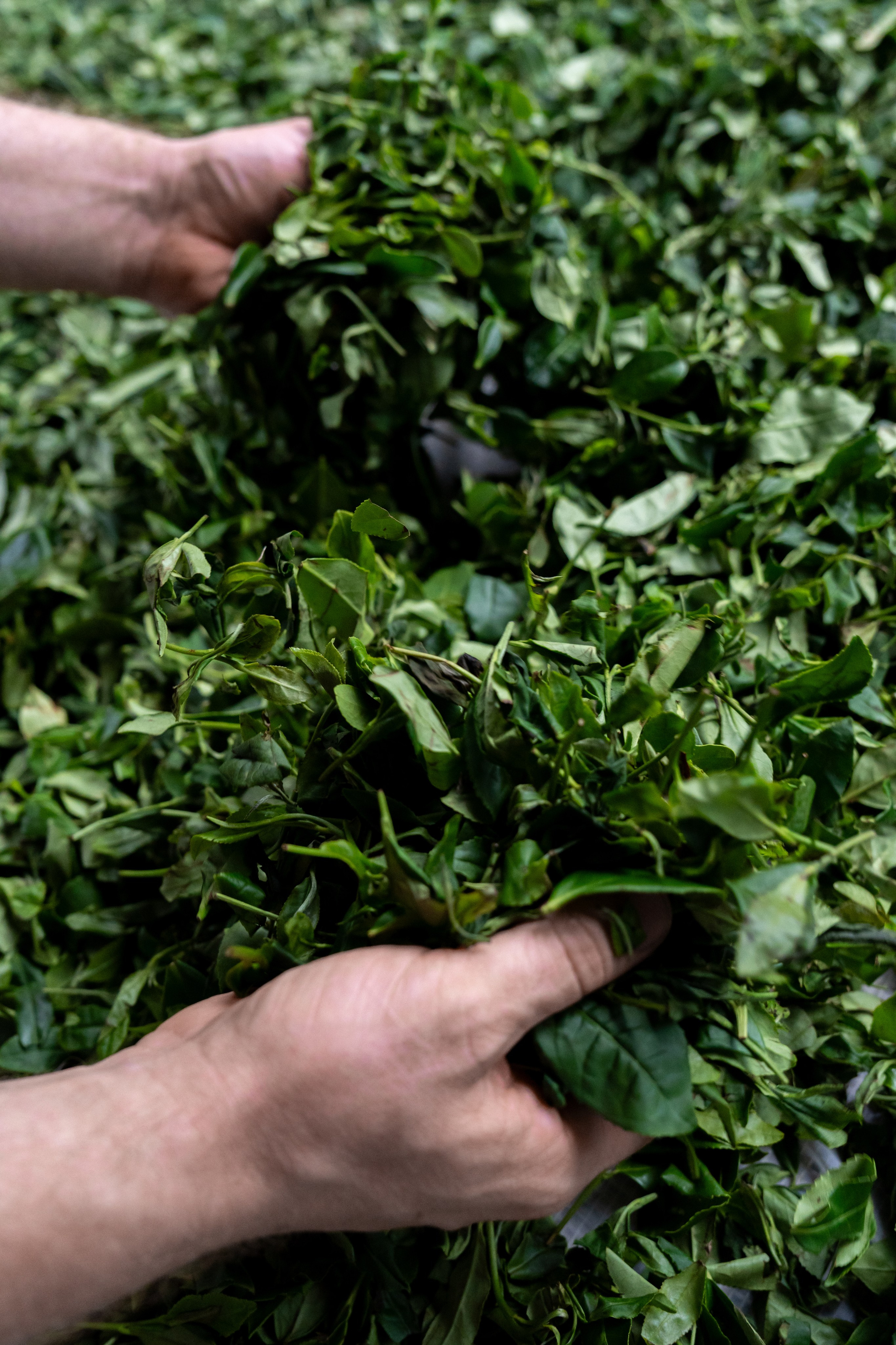 Яндекс.Еда — Сочинский чай. Репортажный фотограф в Красной Поляне и Сочи Павлюченко Екатерина