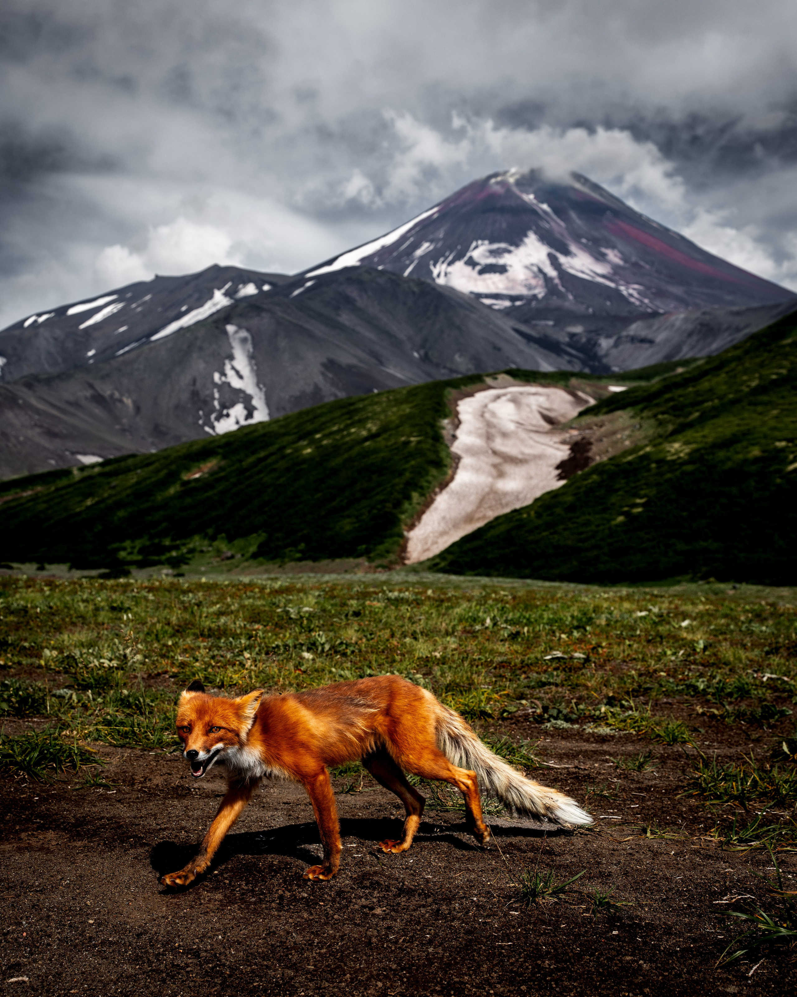 Лиса у подножия Авачинского вулкана, Камчатка, 2023 