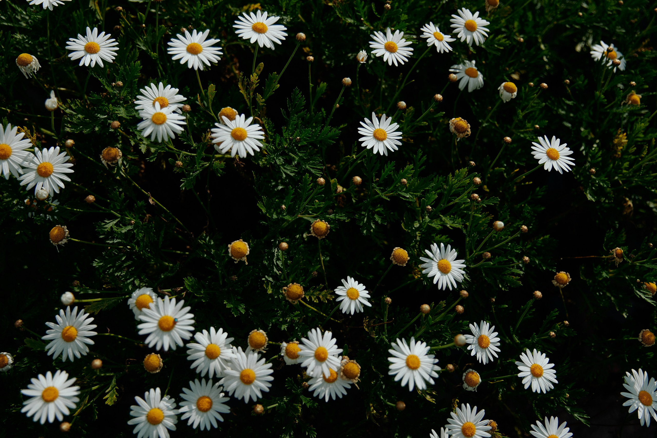 SOUTH AFRICA EMBA 38. Дмитрий Мазуркевич: Профессиональный Репортажный Фотограф