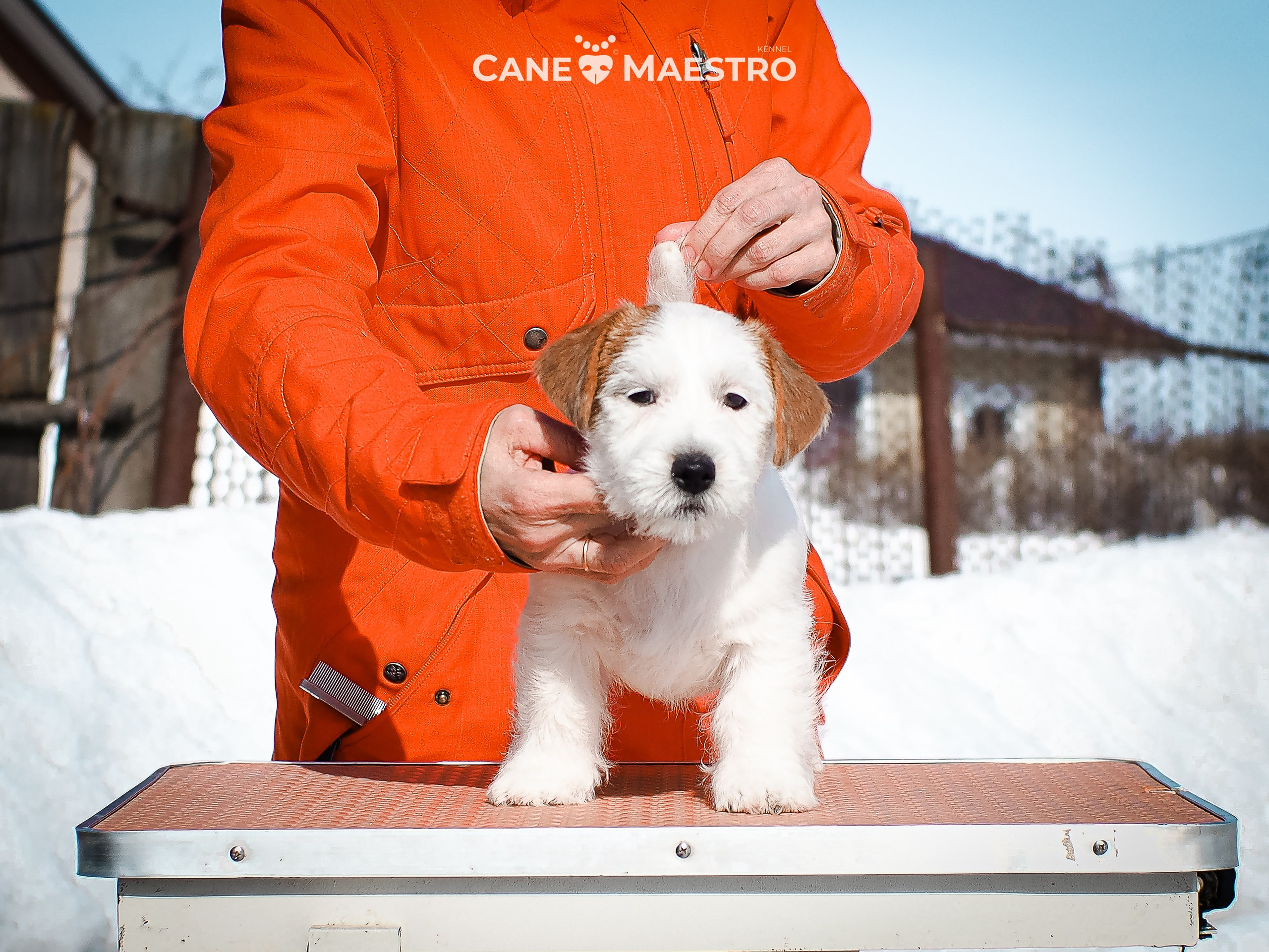 КОБ_Б_МОНОКЛЬ. CANE MAESTRO — kennel Jack Russell Terrier