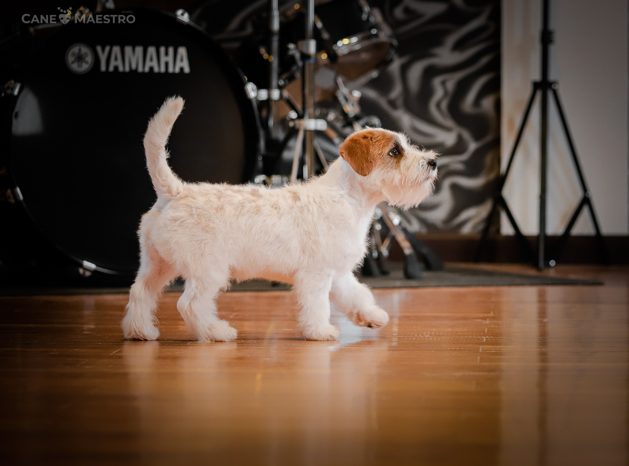 Девочка бело-рыжего окраса. Монокль жесткошерстная джек рассел терьер. КАНЕ МАЭСТРО — питомник Джек рассел терьеров