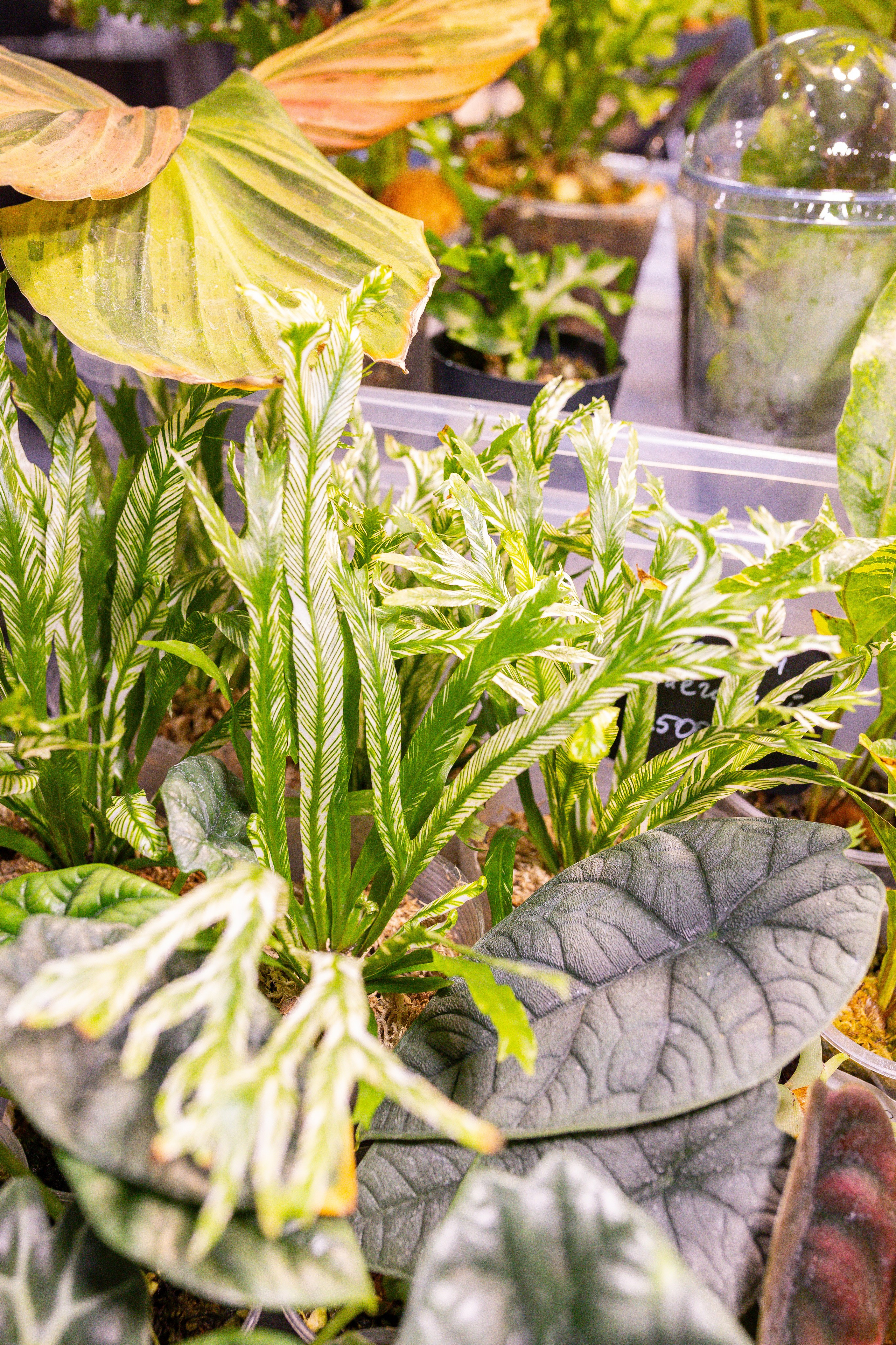 Монстериум 11–12 октября. Александра Куликова фотограф, Москва