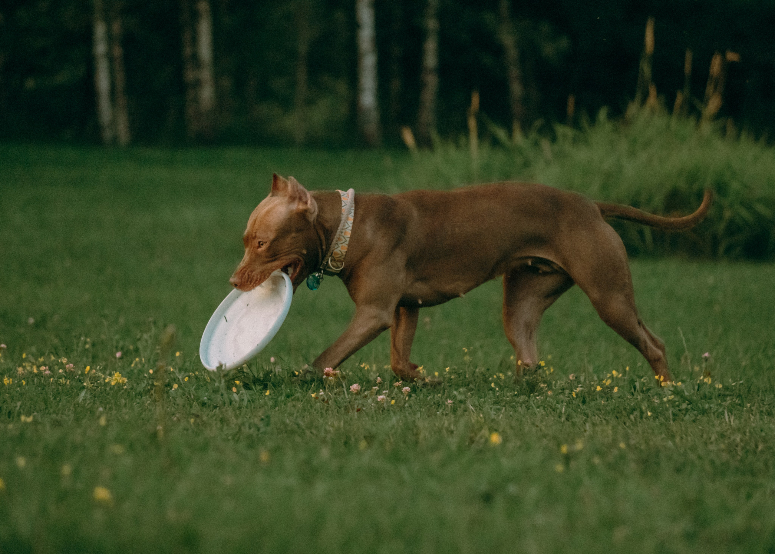 Виолетта, Лила и Питер. Фотограф-анималист Ксения Воробьева, Москва