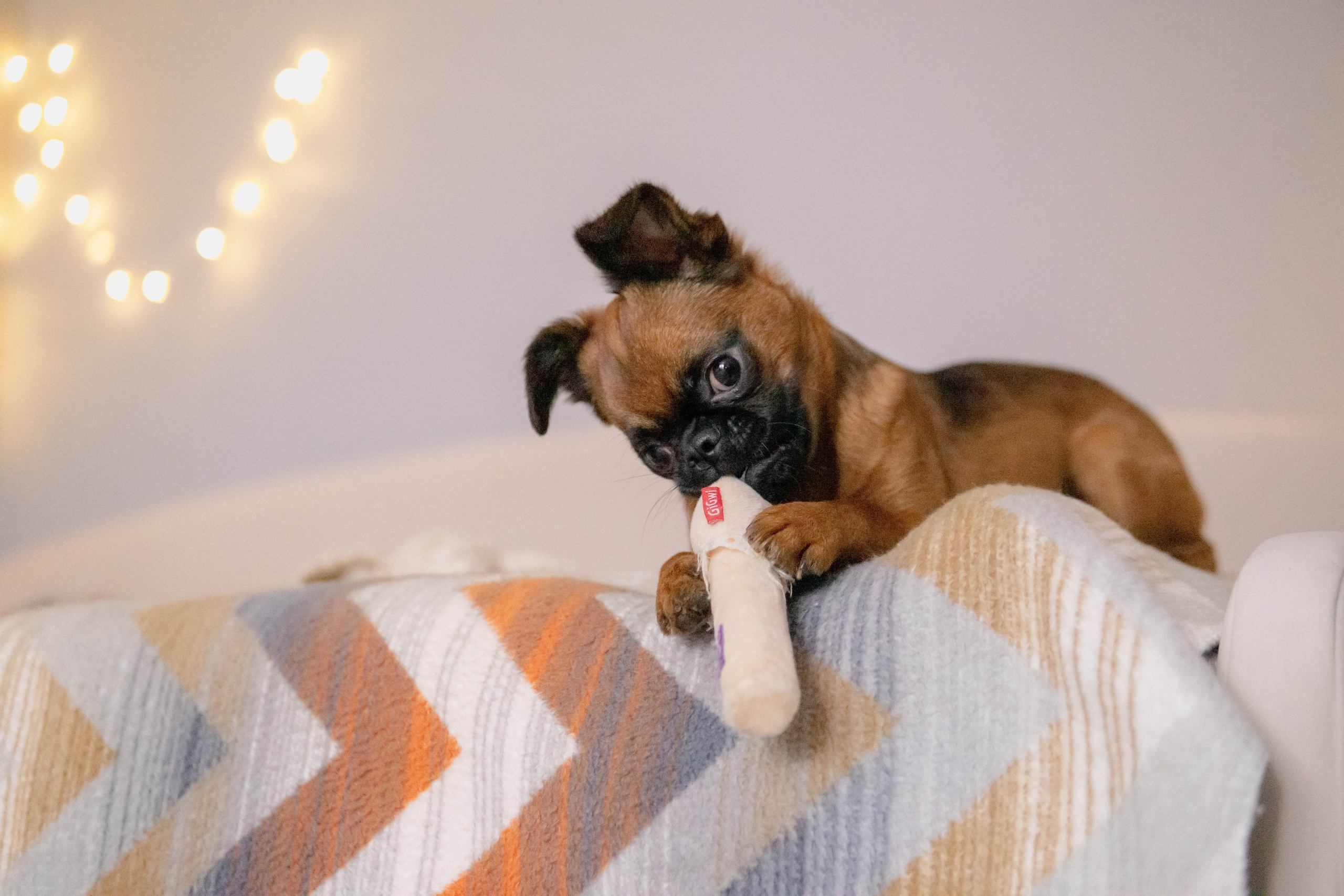 Надя и Ефим. Фотограф-анималист Ксения Воробьева, Москва