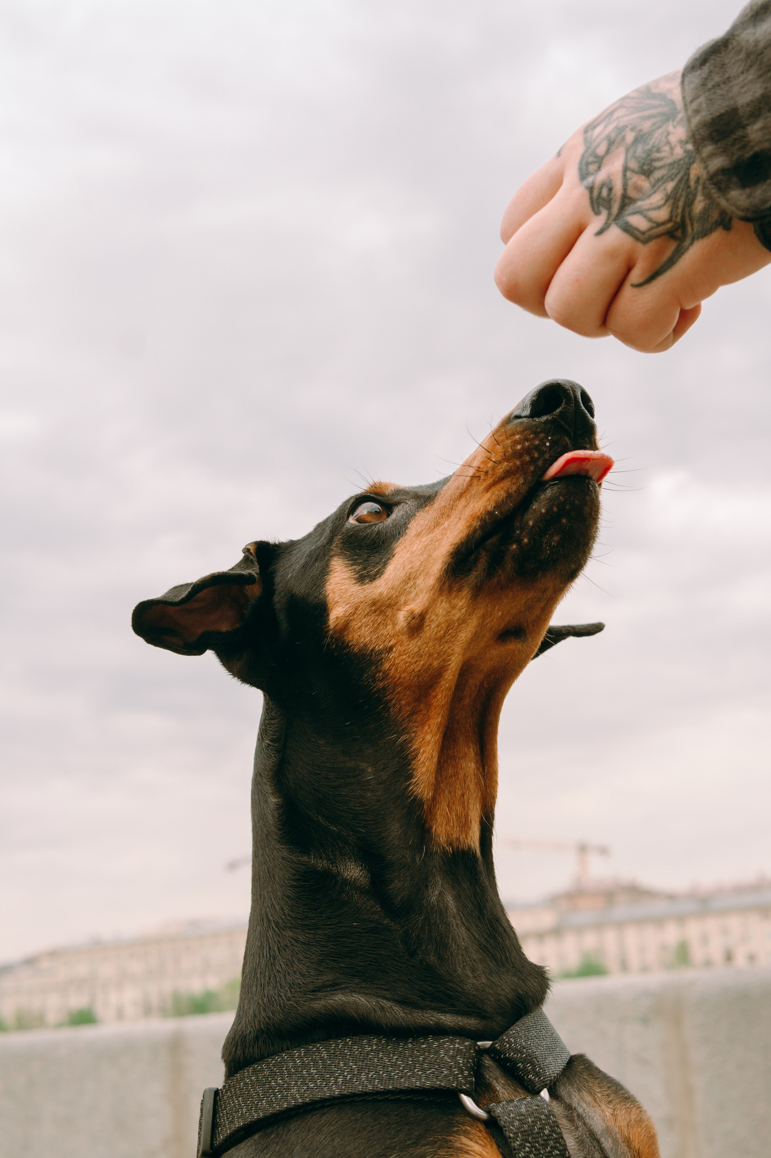 Кира, Максим и Аскара. Фотограф-анималист Ксения Воробьева, Москва