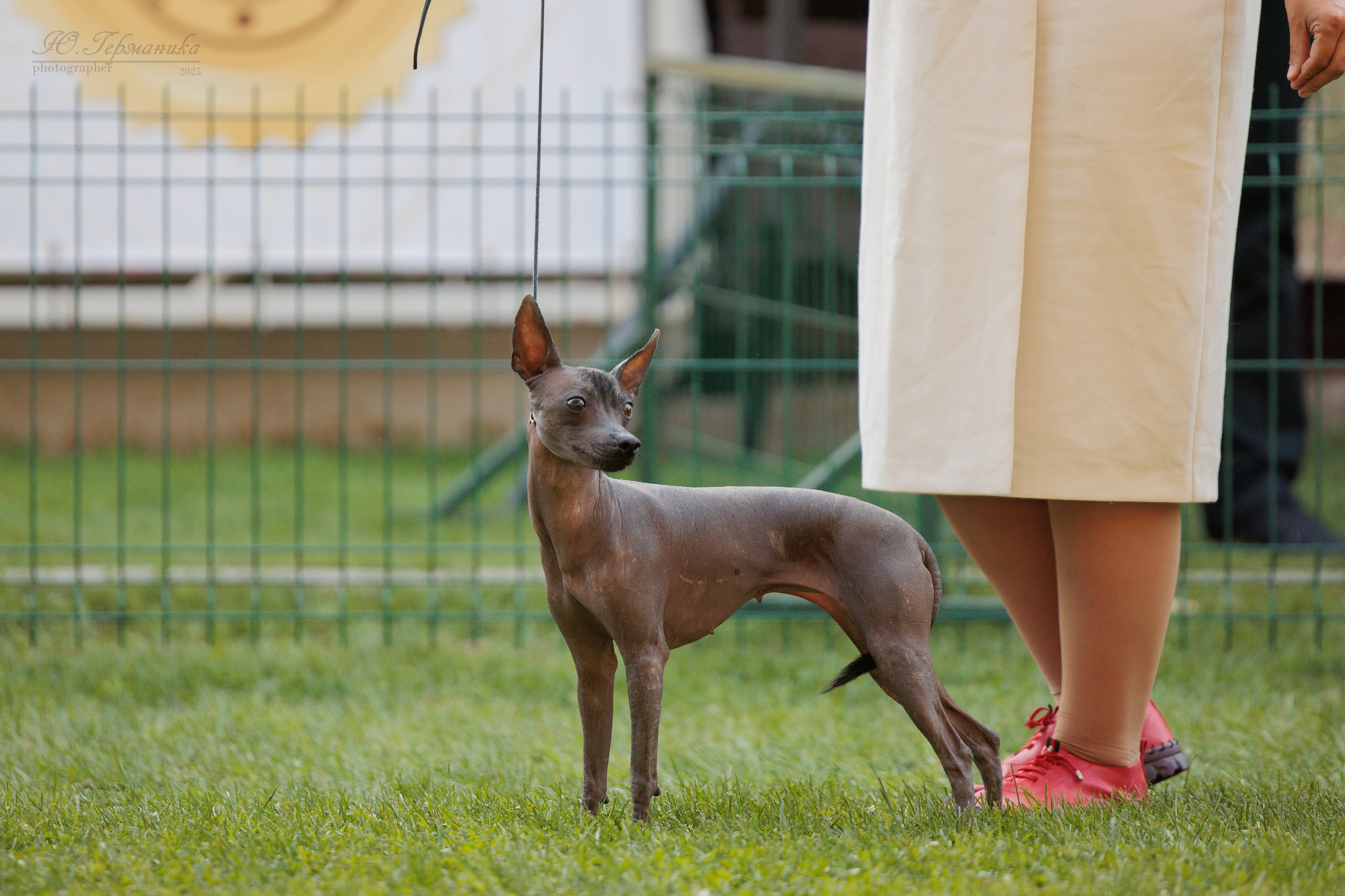 Бишкек 3х CACIB 26-28.09.2025. Фотограф-анималист Юлия Германика