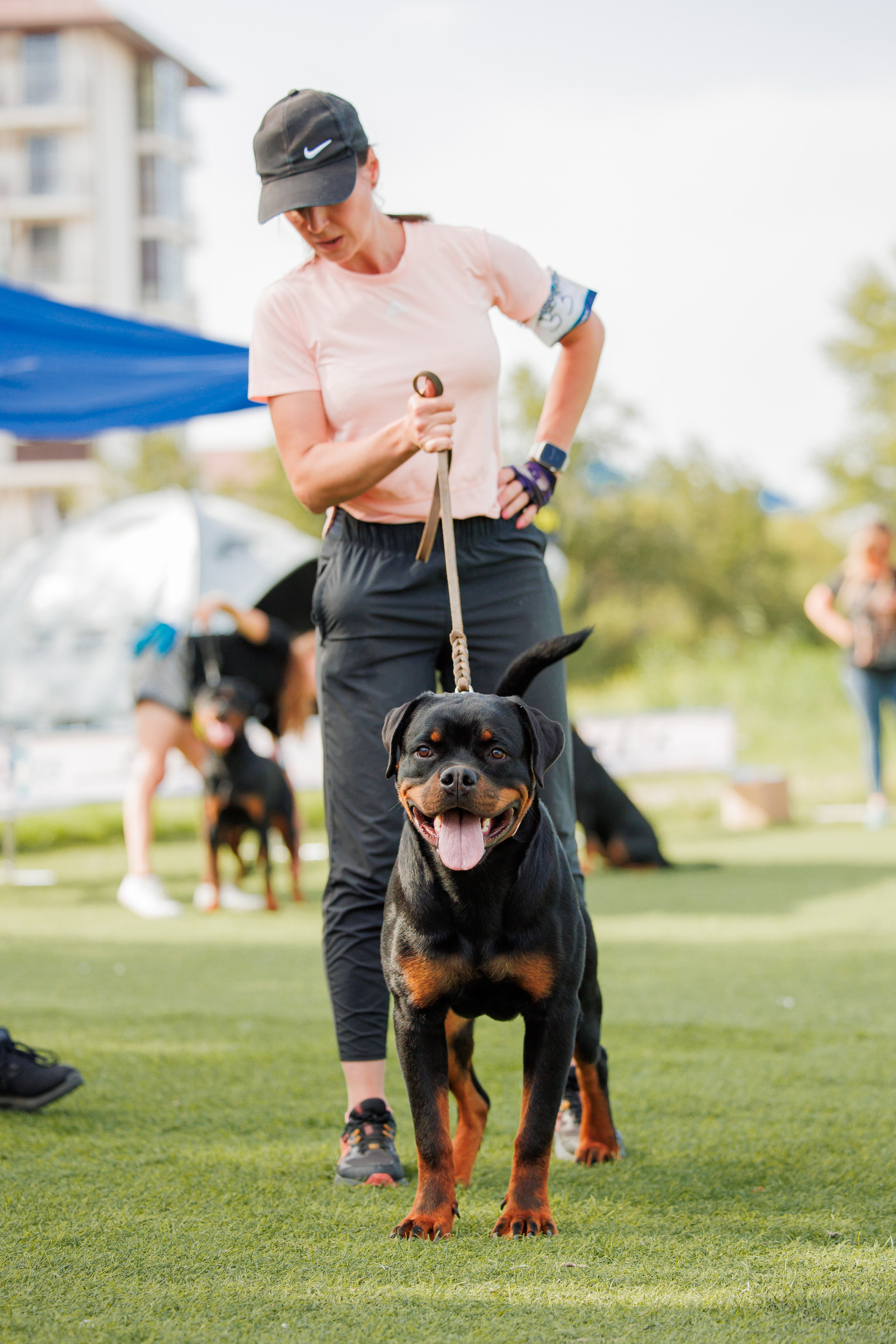 Анапа ротвейлеры 14-15.09.2024. Фотограф-анималист Юлия Германика
