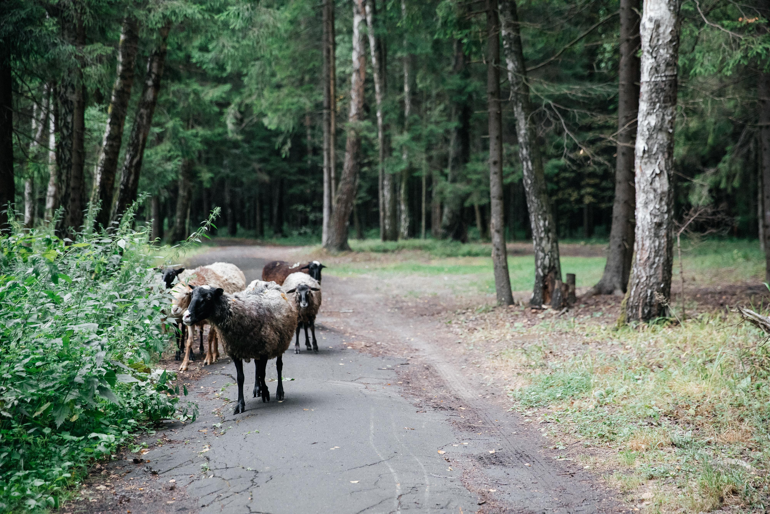 Forest, wedding, rock’n'roll. Свадебный и репортажный фотограф