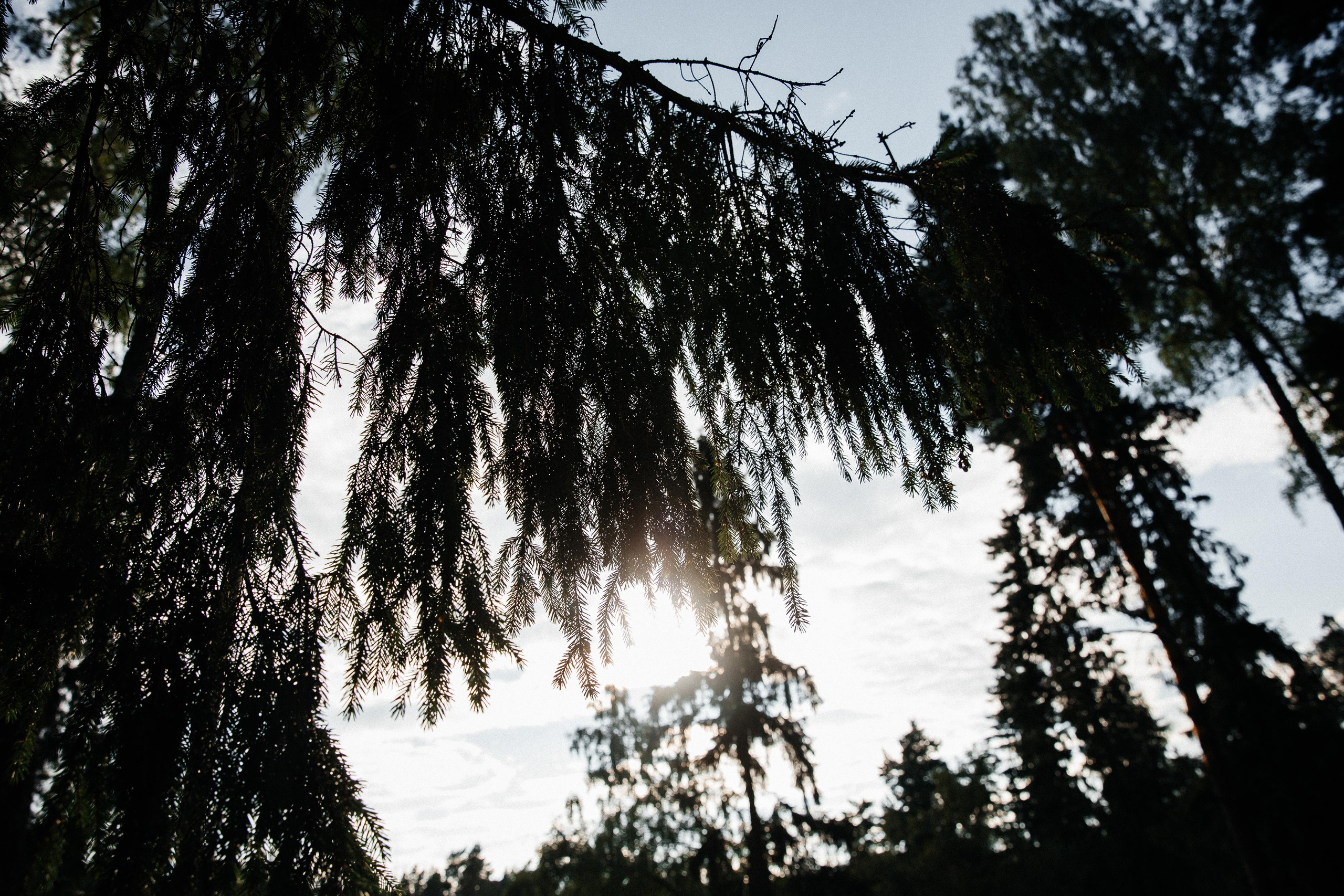 Forest, wedding, rock’n'roll. Свадебный и репортажный фотограф