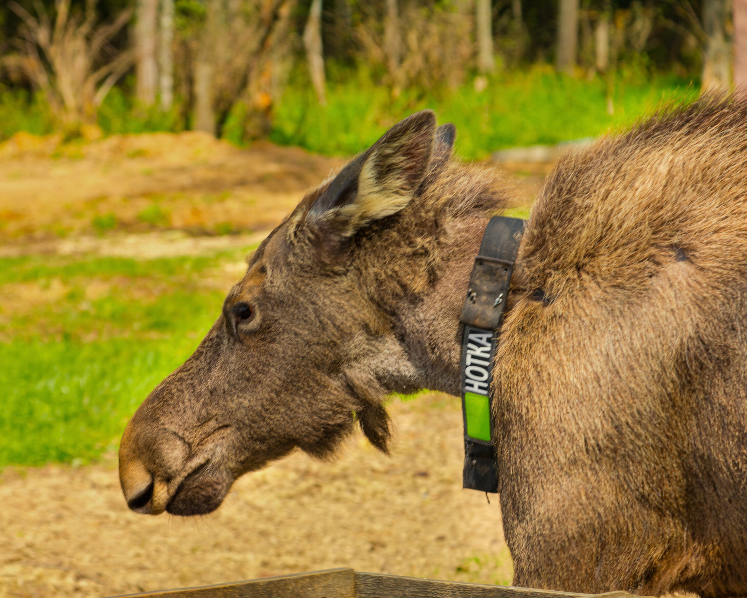 Лосеферма Сумароково. Фотограф Илья Варакин