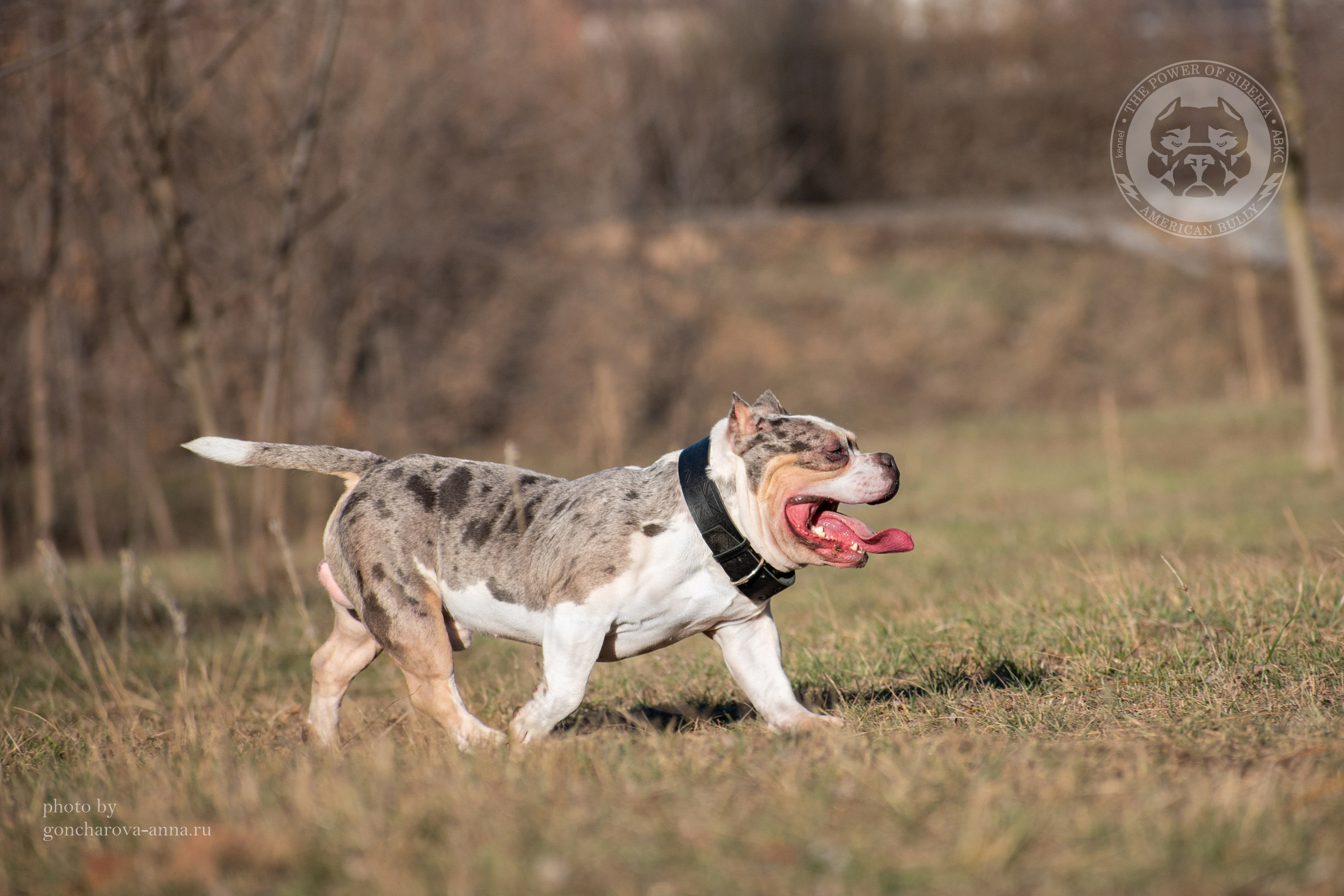официальный сайт Американских Булли в Минске