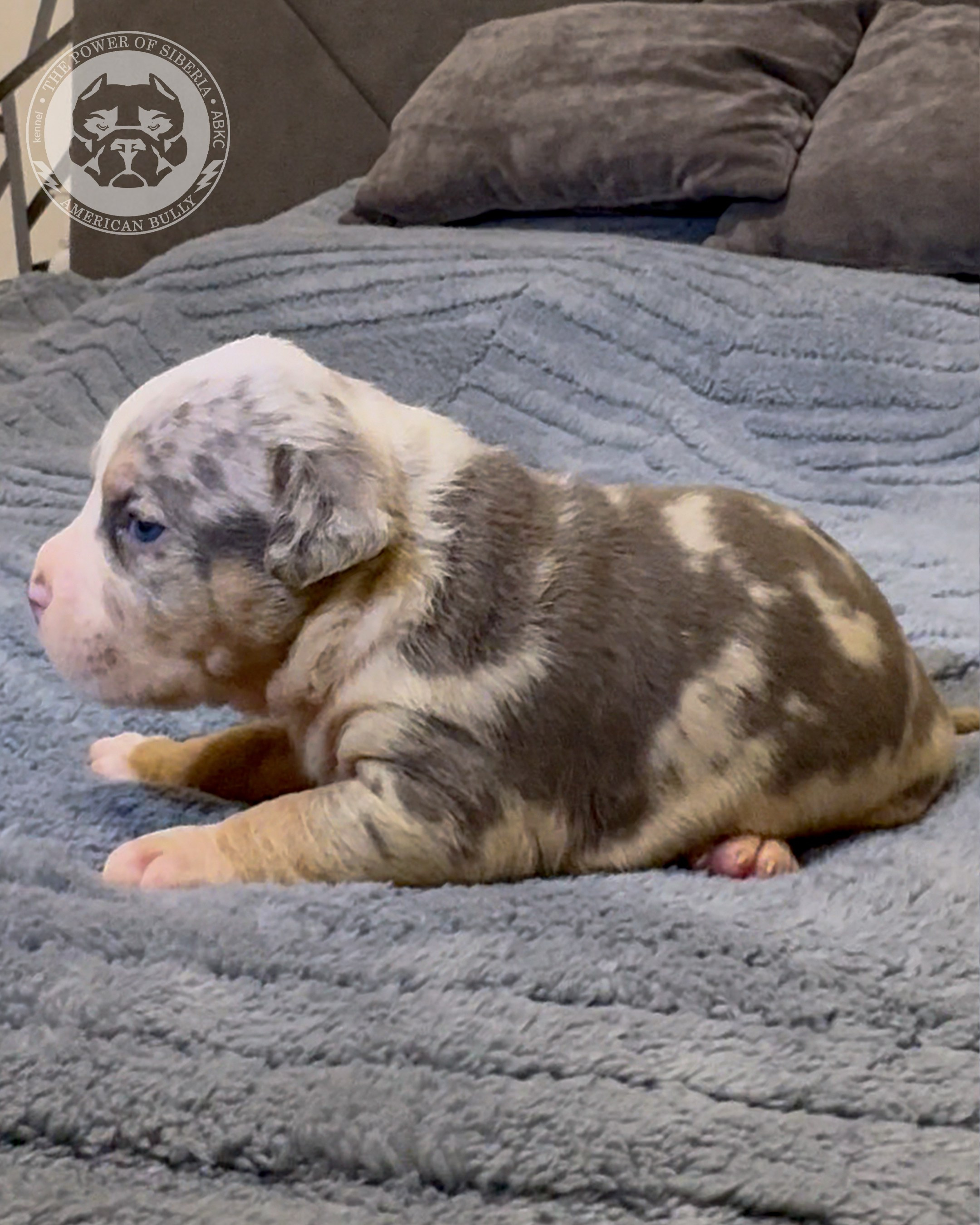 Свободные щенки Американский Булли стандарт и Свободные щенки Американский Булли классик. Американский Булли в г. Ростов-на-Дону. Питомник THE POWER OF SIBERIA