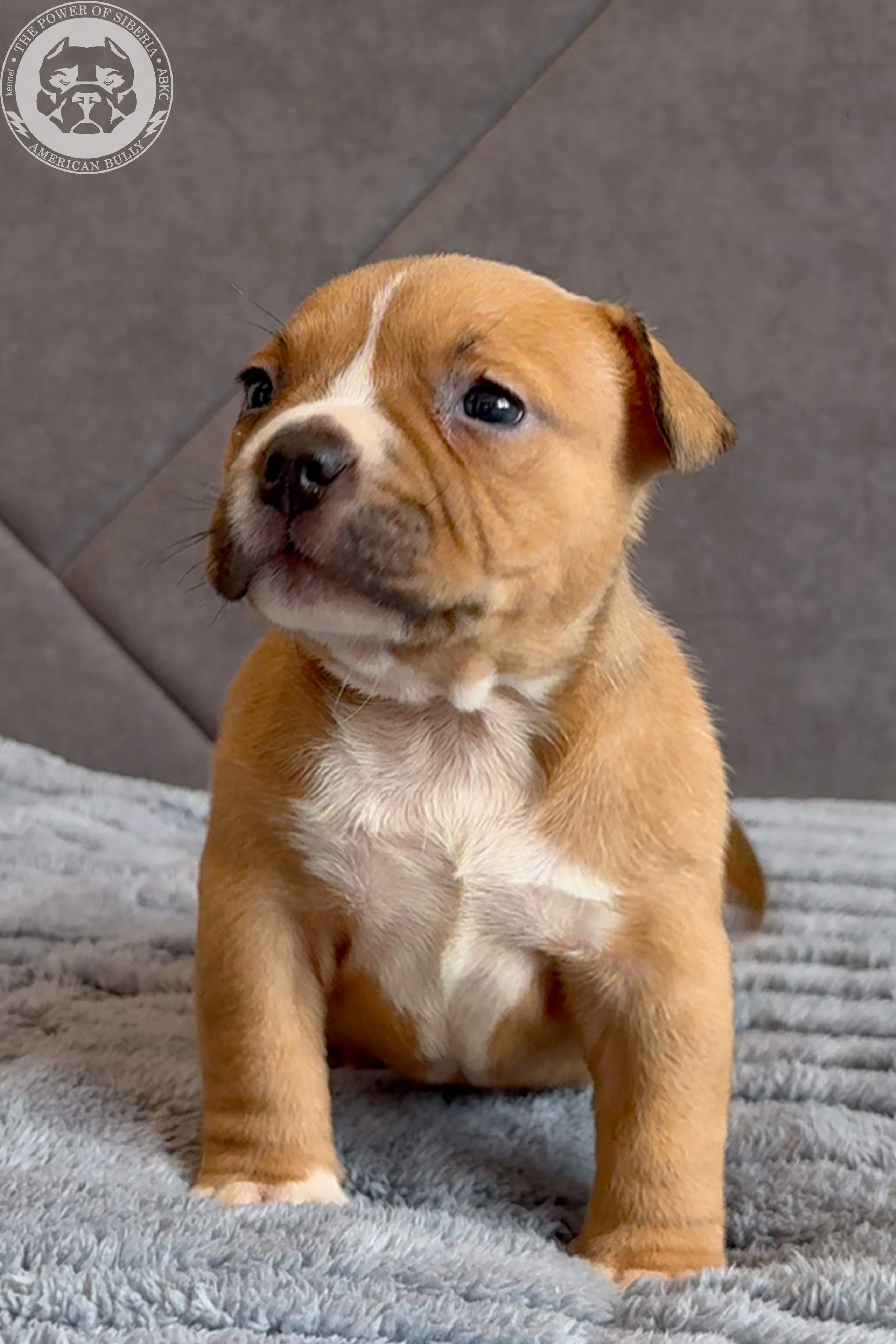 Свободные щенки Американский Булли, в типах покет, классик, стандарт. Американский Булли в г. Ростов-на-Дону. Питомник THE POWER OF SIBERIA