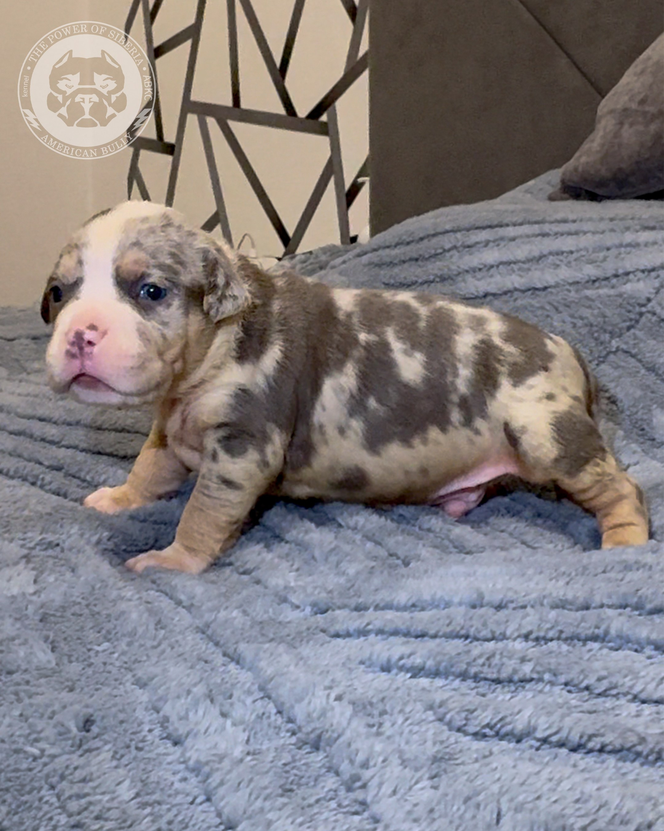 Свободные щенки Американский Булли, в типах покет, классик, стандарт. Американский Булли в г. Ростов-на-Дону. Питомник THE POWER OF SIBERIA