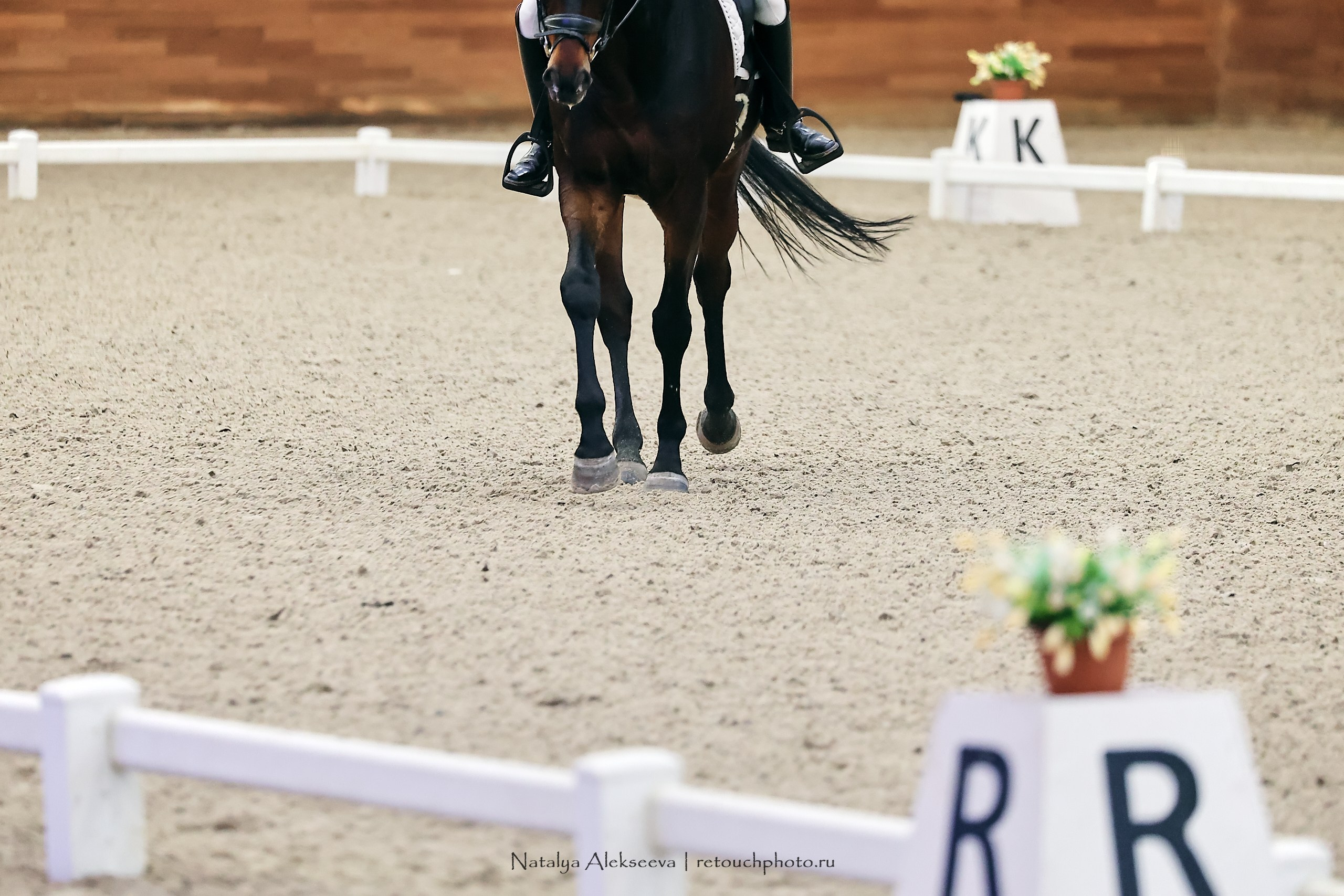 Maxima Masters Eurasia по выездке, Maxima Stables | 12'2023. Репортажный фотограф и ретушер в Москве Наталья Алексеева