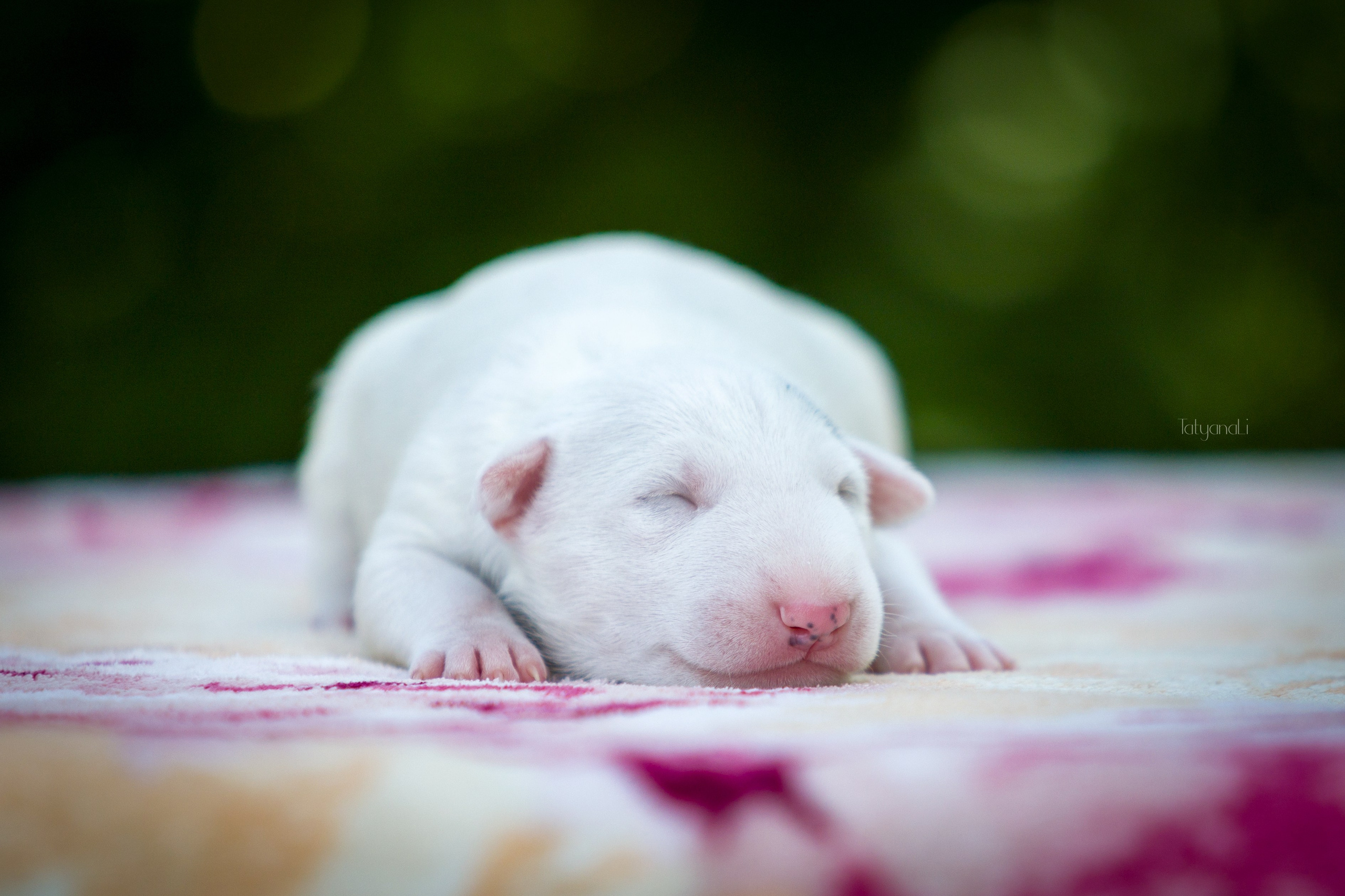 Стандартный бультерьер. Фотограф — анималист Татьяна Ли