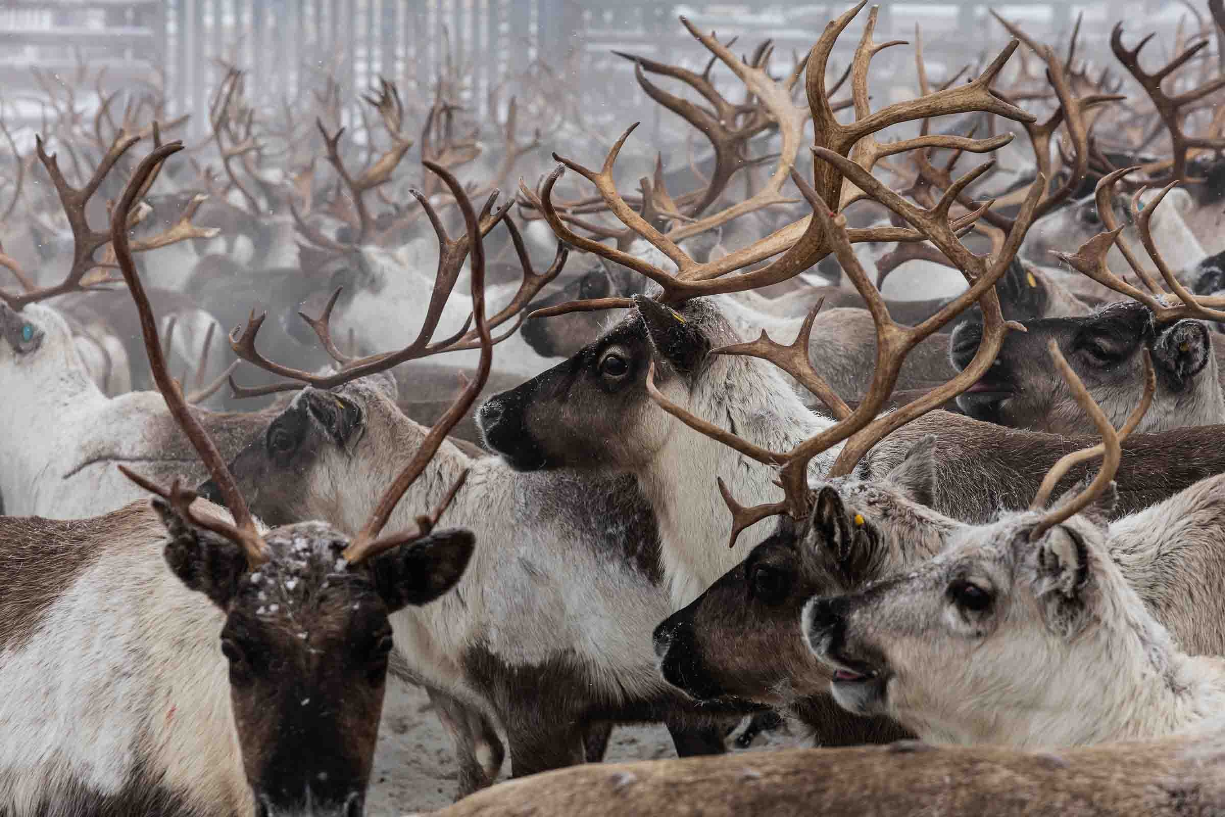 Кораль. На север к оленям. Репортажный фотограф в Сочи — Михаил Мордасов