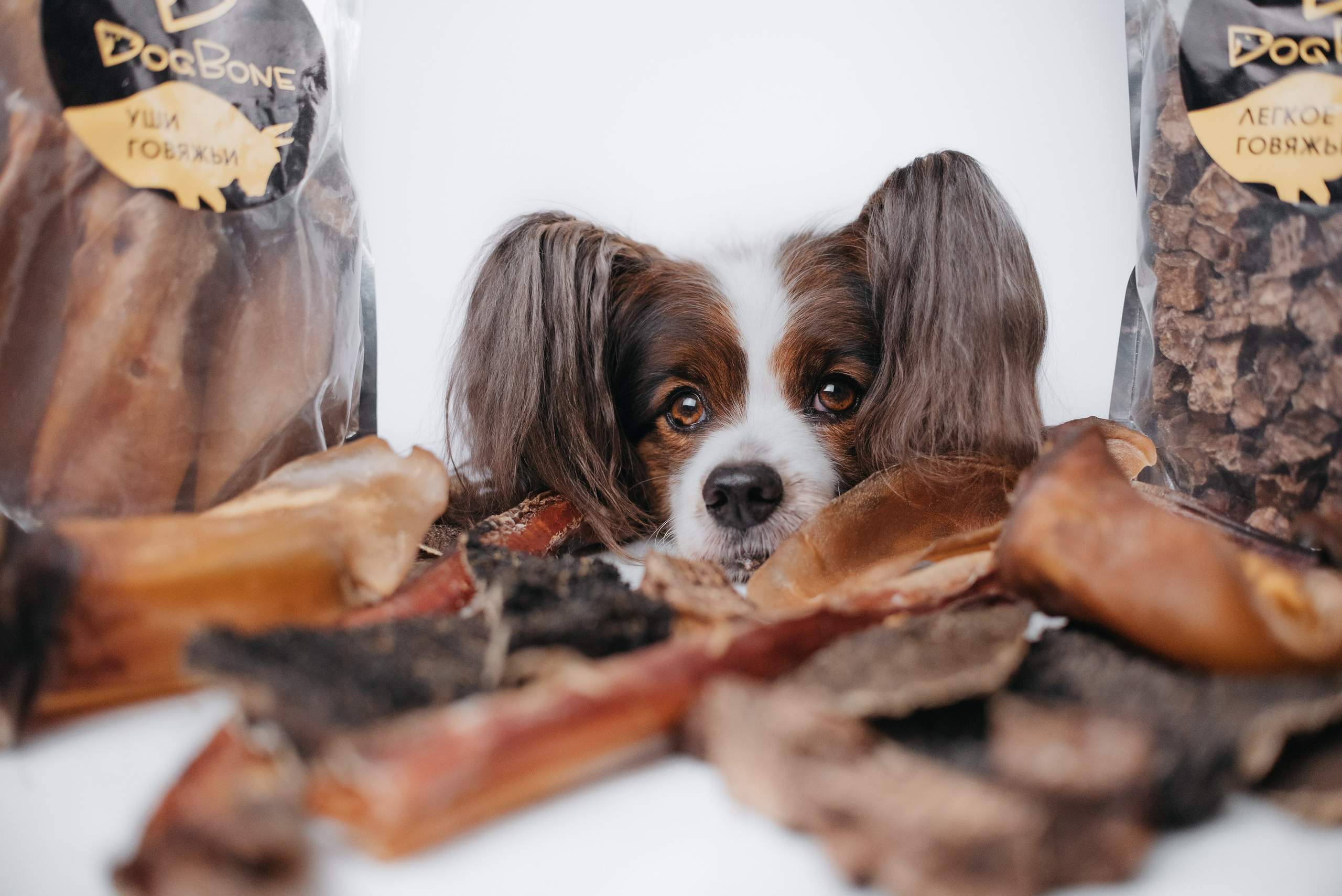 Dog Bone контент. Фотограф-анималист Валерия, Москва, Мытищи